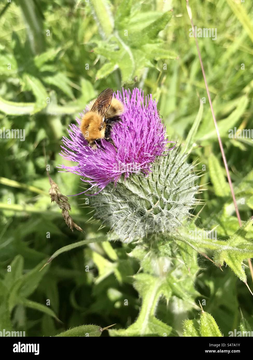 Bumble Bee auf Scottish Thistle Stockfoto