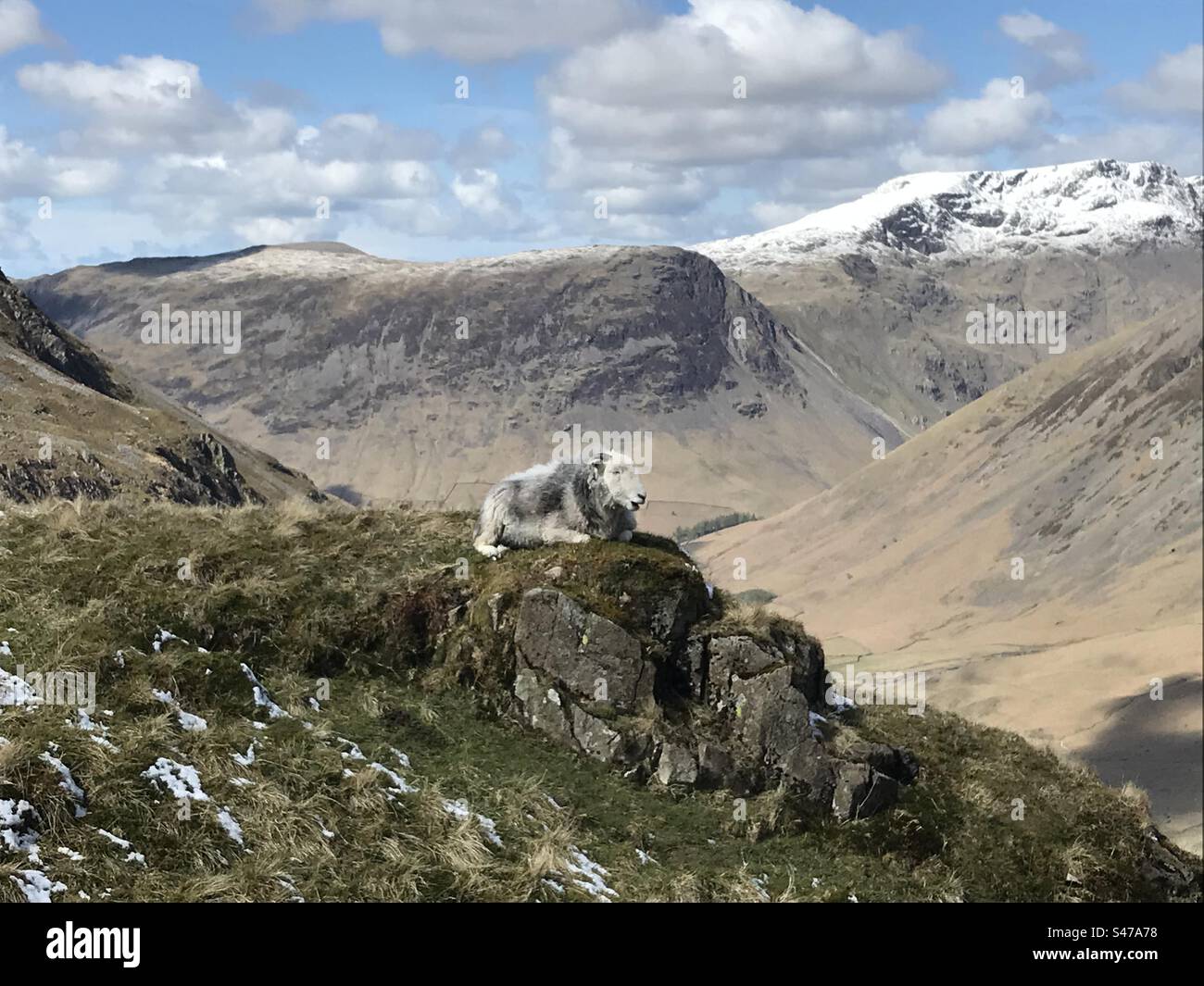 Sheep on Hillside, Lake District - Smartphone-aufgenommenes Stockfoto