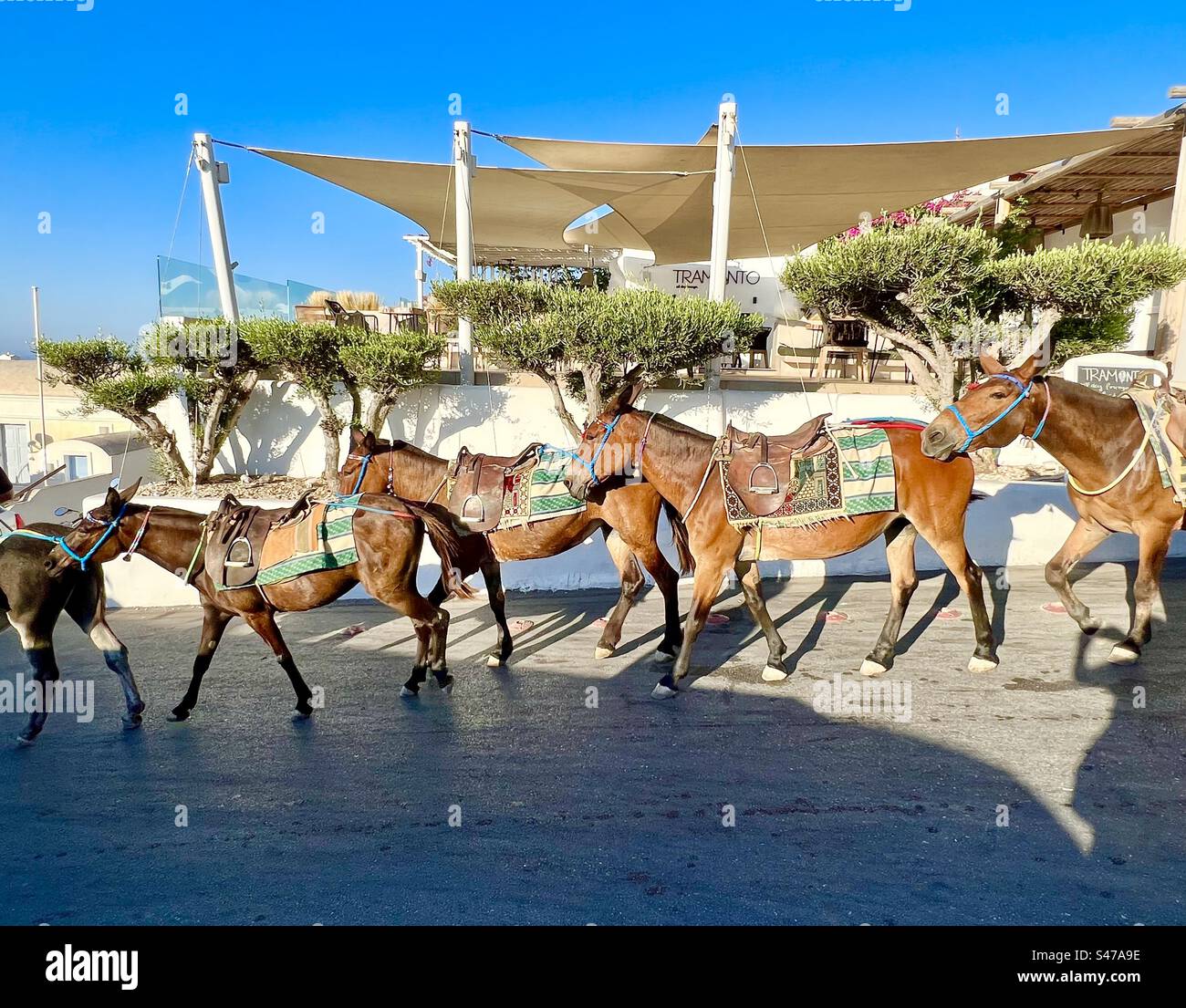 Er fuhr Esel auf einer Straße in Oia, Santorin - Smartphone-aufgenommenes Stockfoto