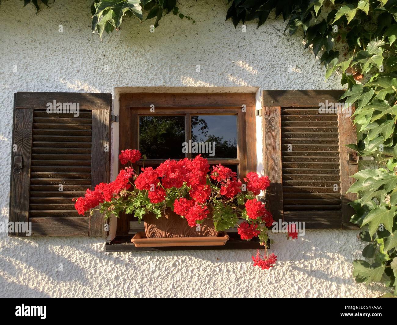 Fassade eines traditionell dekorierten Fensters eines bayerischen Bauernhofes mit Holzläden und rot blühenden Geranienblüten, Bayern, Deutschland, Europa Stockfoto