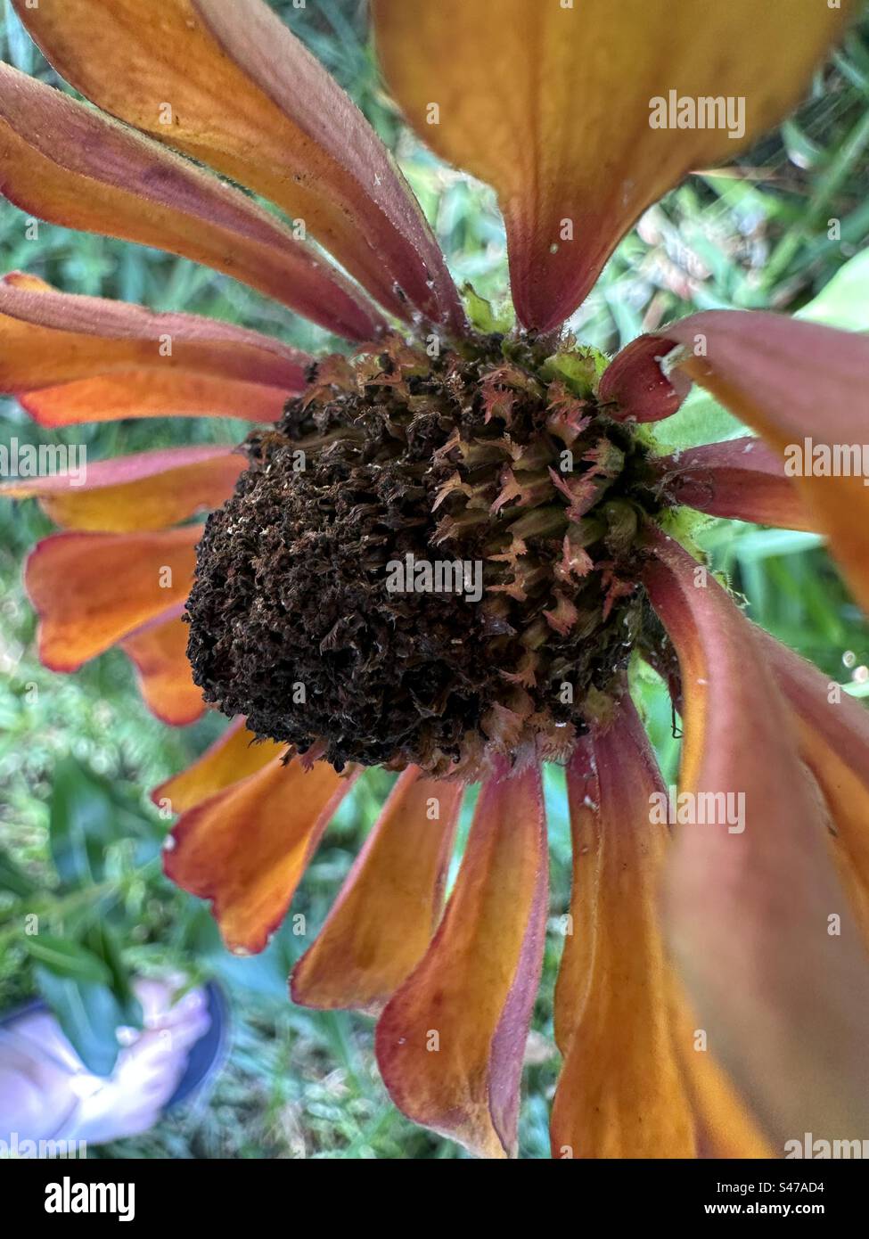 Nahaufnahme einer sterbenden Zinnienblüte Stockfoto
