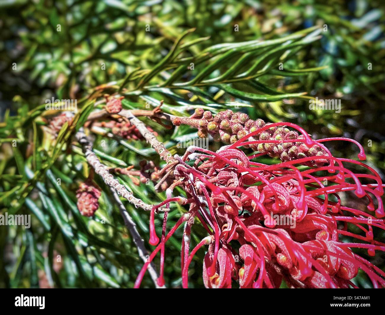 Nahaufnahme der auffälligen roten Spinnenblüten der Grevillea, einer Gattung immergrüner blühender Pflanzen der Familie Proteaceae an einem sonnigen Frühlingsmorgen. Klassische australische einheimische Pflanze. Stockfoto