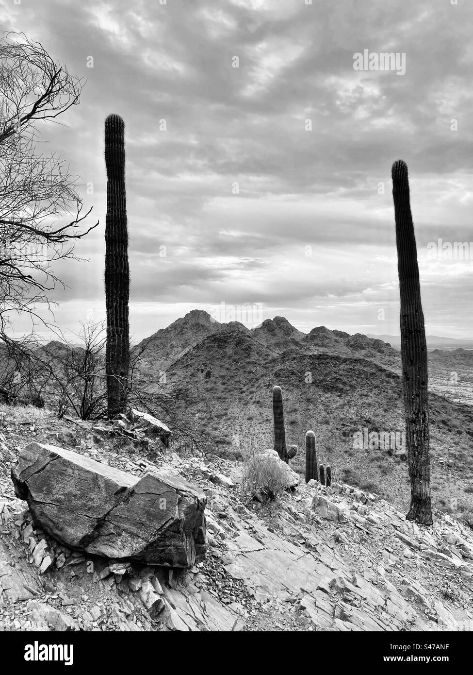 Torpost Saguaro-Kakteen, Piestewa Peak, großer Felsbrocken am Wüstenhang, stürmischer Himmel, Phoenix Mountains Preserve, Arizona Stockfoto