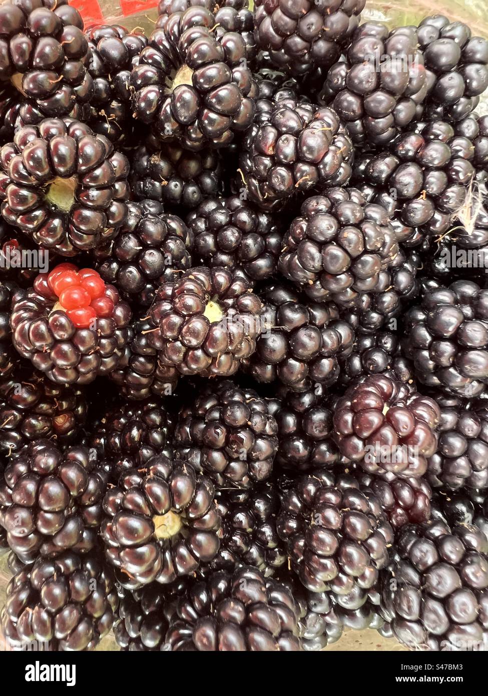 Nahaufnahme von Brombeeren, der köstlichen ländlichen Hecke Obst saftig und frisch geerntet, um Marmelade zu machen, flache Aussicht - Smartphone-aufgenommenes Stockfoto