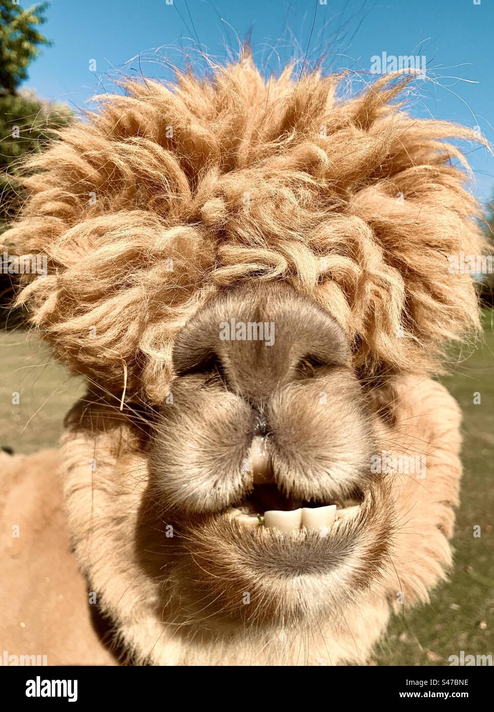 Alpaka-Tier lustige Gesichts-Nahaufnahme an einem sonnigen Tag im Freien - Smartphone-aufgenommenes Stockfoto