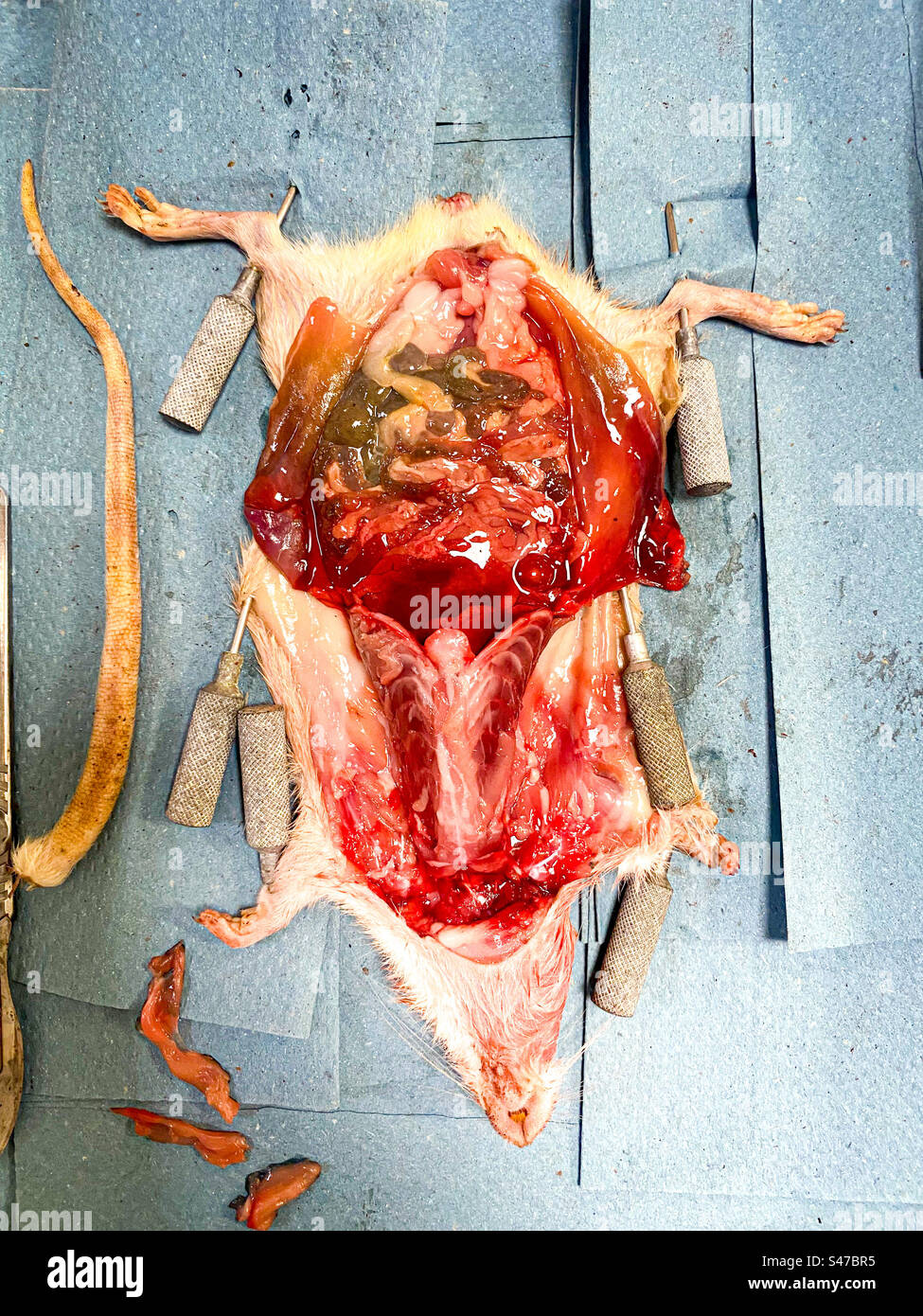 Eine tote Ratte, seziert und ausgestellt in einem schulischen Wissenschaftslabor. Stockfoto