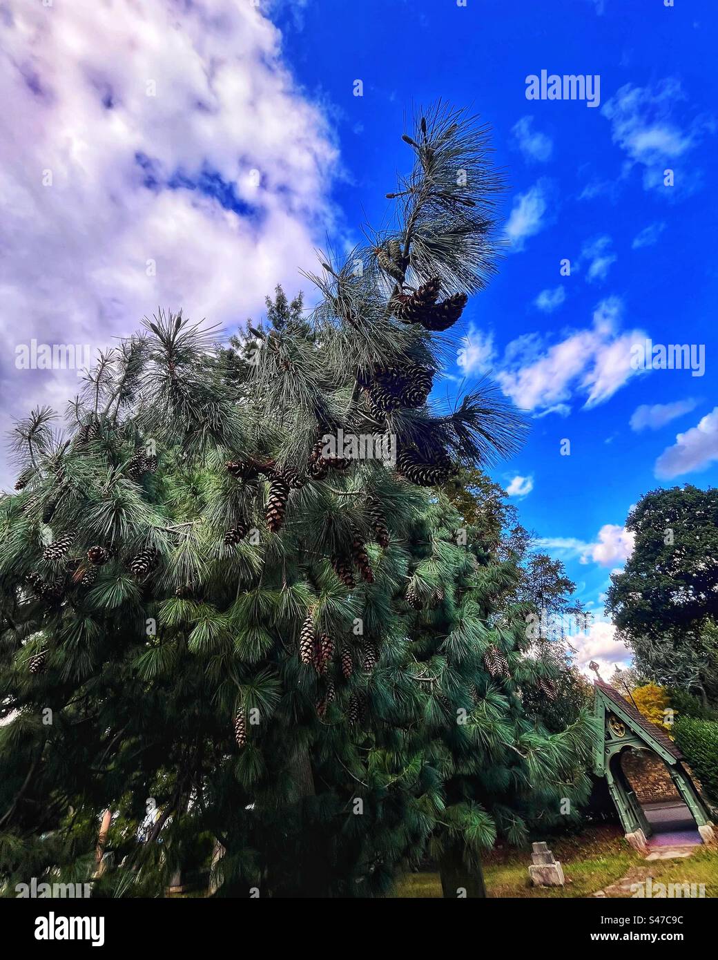 Lychgate: Traditioneller überdachter Torweg in englischen Kirchhöfen mit einem prächtigen Koniferen mit Kegeln. St. Margaret of Antioch Church Grounds, Lee, London - Smartphone-aufgenommenes Stockfoto