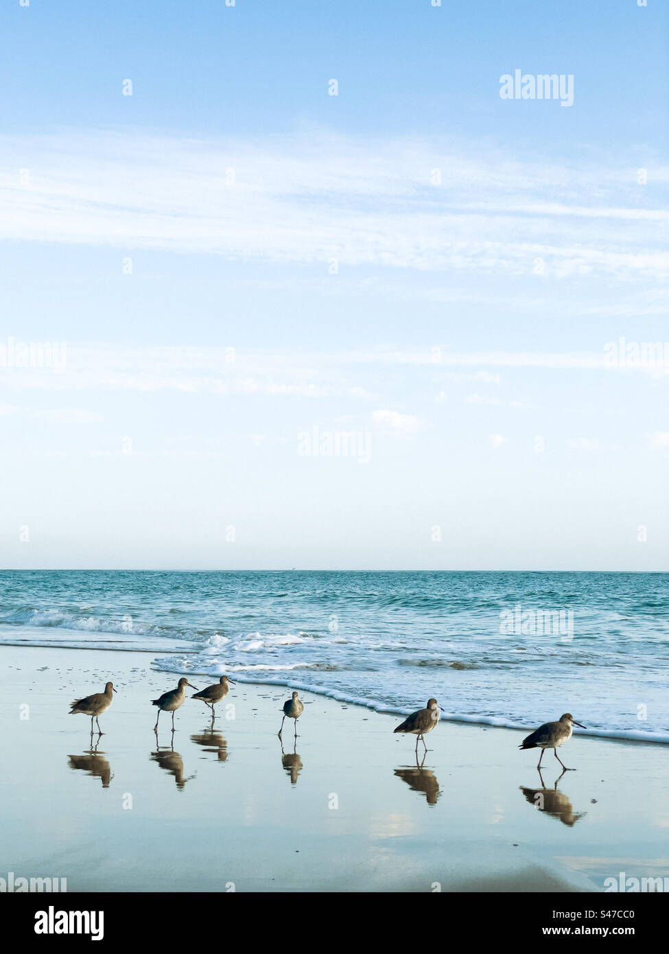 Strandvögel, die am Strand stehen, mit ihren Reflexionen im nassen Sand Stockfoto