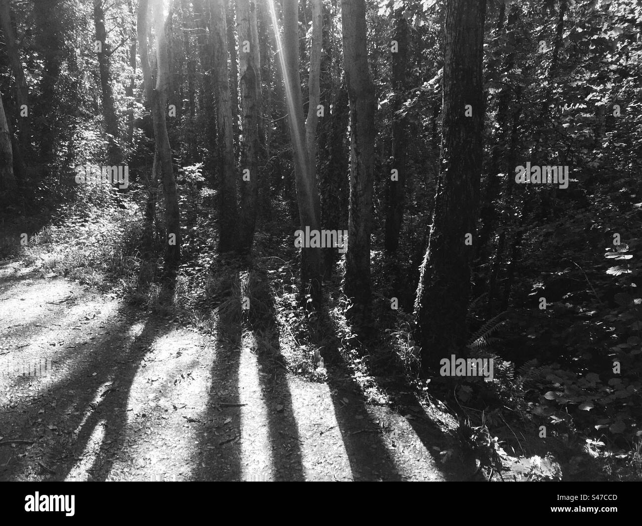 Bäume, die in der Herbstsonne Schatten werfen Stockfoto