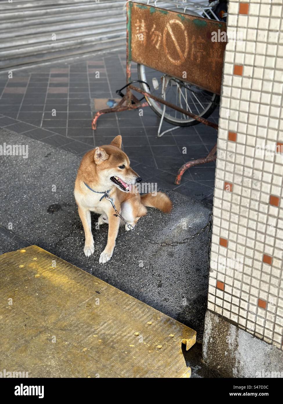 Amico a quattro zampe Stockfoto