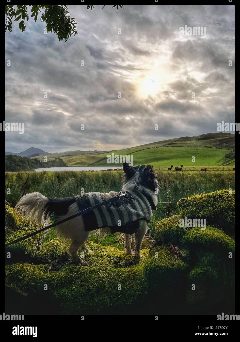 Kleiner Hund, der an einer Wand steht und einen Blick auf das Land hat. Stockfoto