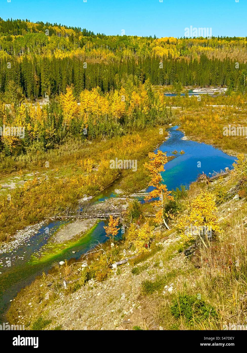 Herbst in Alberta, Elbow River Valley, Elbow River, Jahreszeiten, Herbst Stockfoto