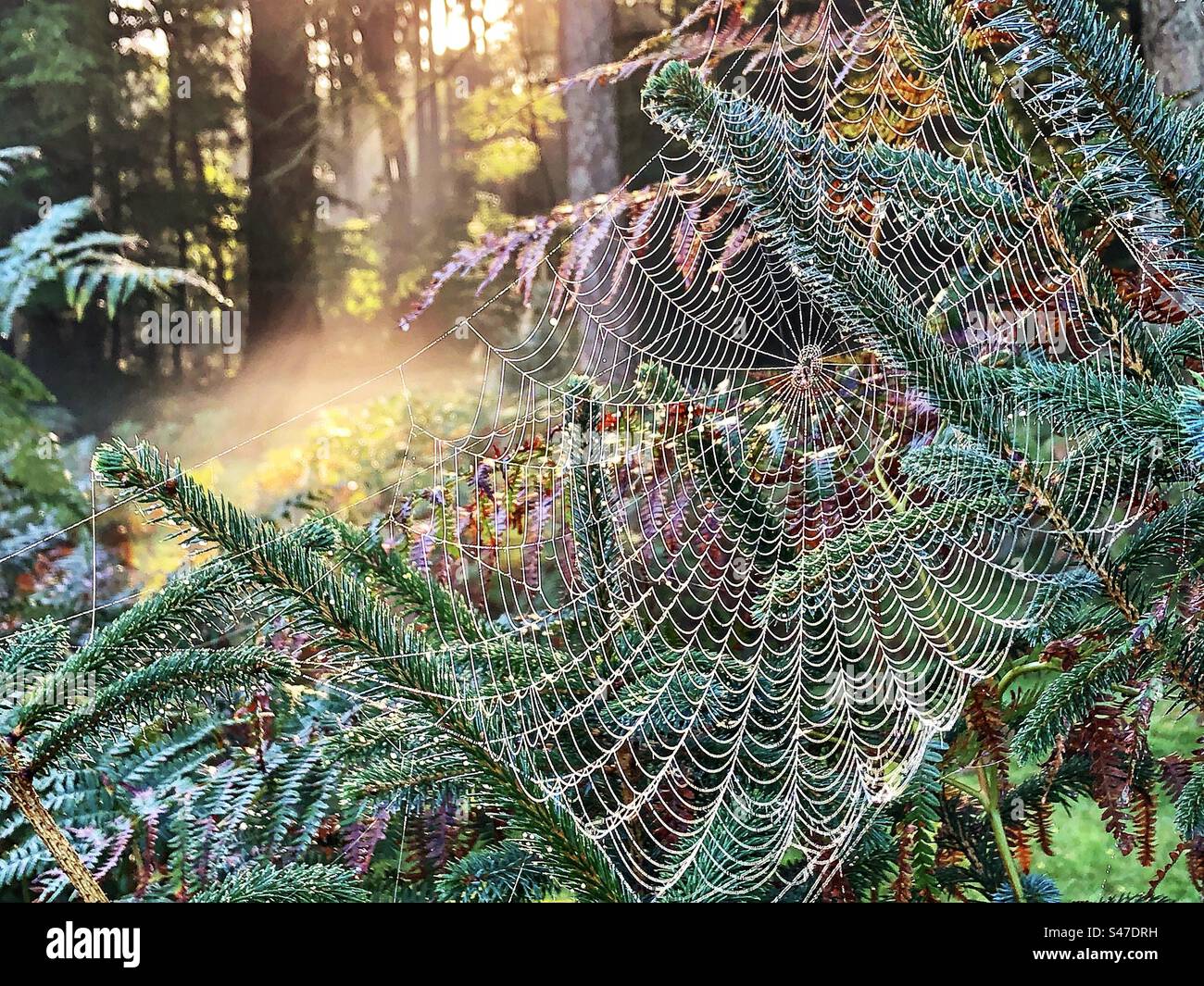 Spinnennetze bei Sonnenaufgang im New Forest National Park - Smartphone-aufgenommenes Stockfoto