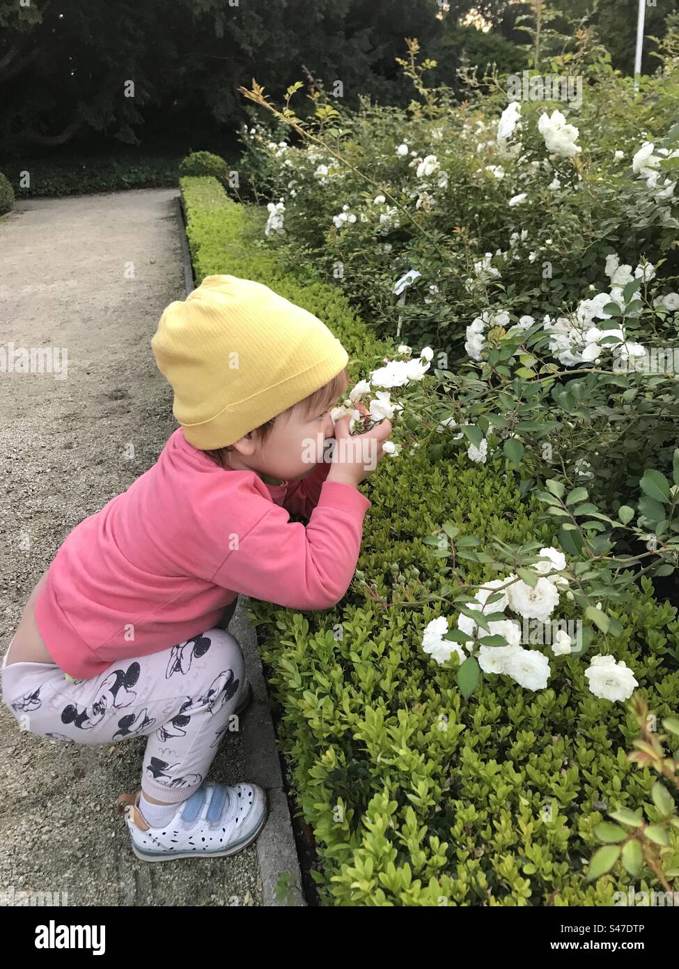 Kleines Kind riecht nach Blumen, weißen Rosen Stockfoto