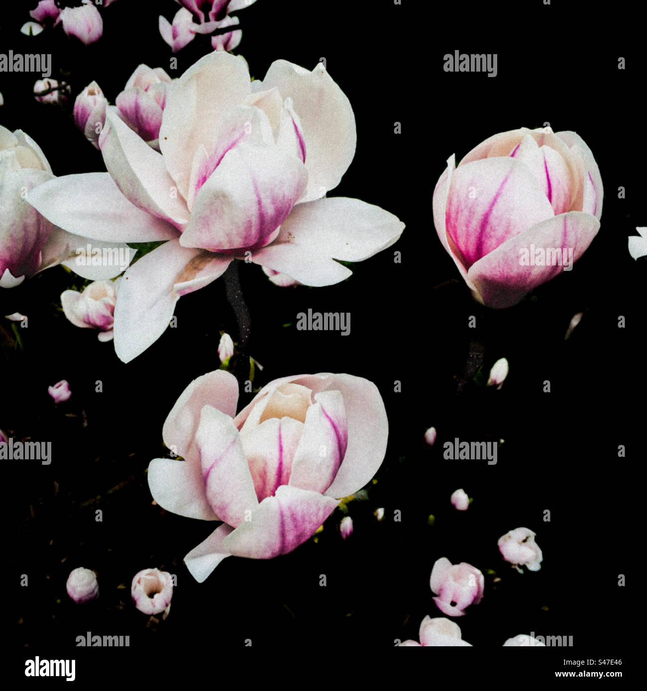 Magnolia Blossom - Smartphone-aufgenommenes Stockfoto