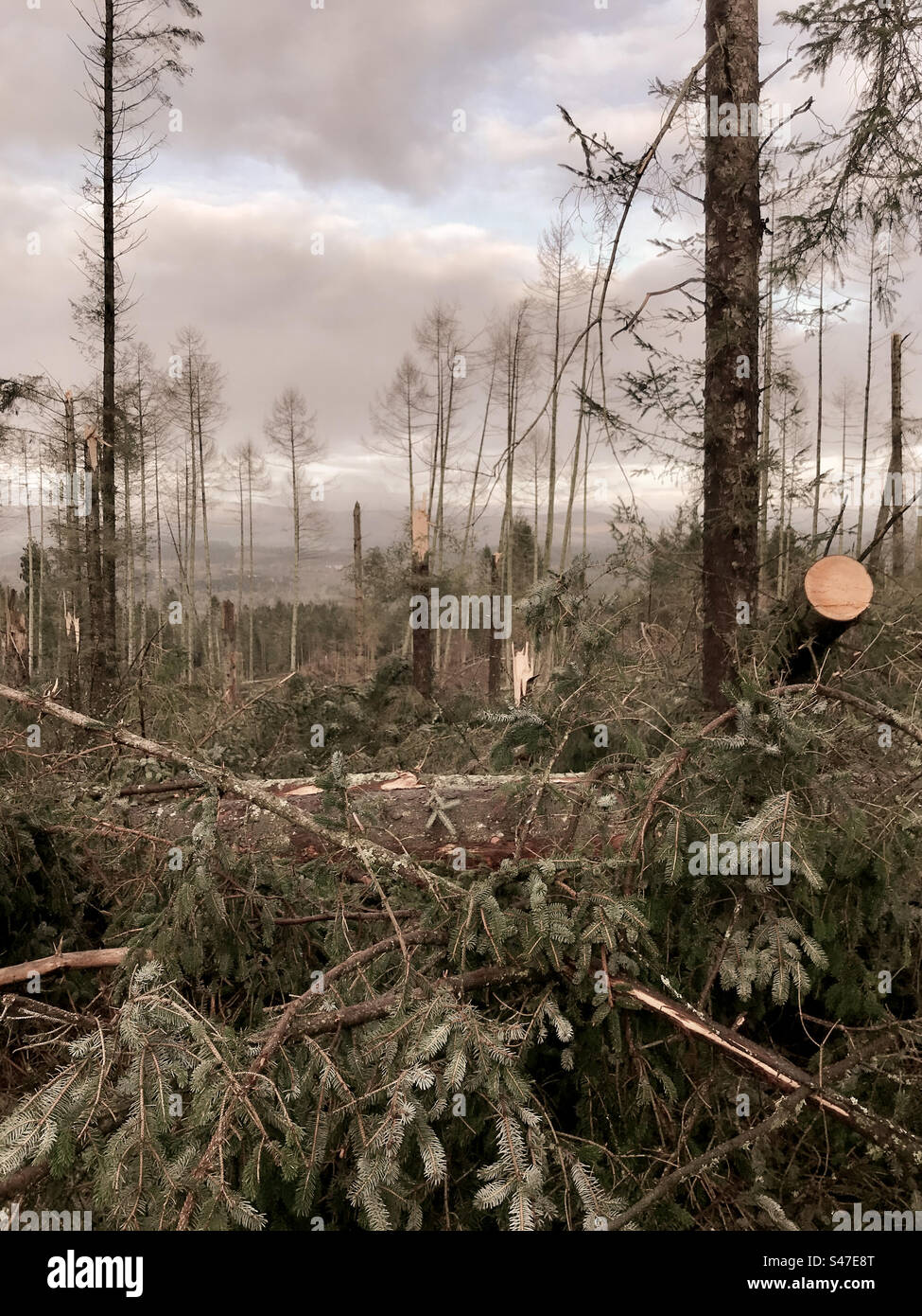 Der Sturm Hat Woodland Beschädigt - Smartphone-aufgenommenes Stockfoto