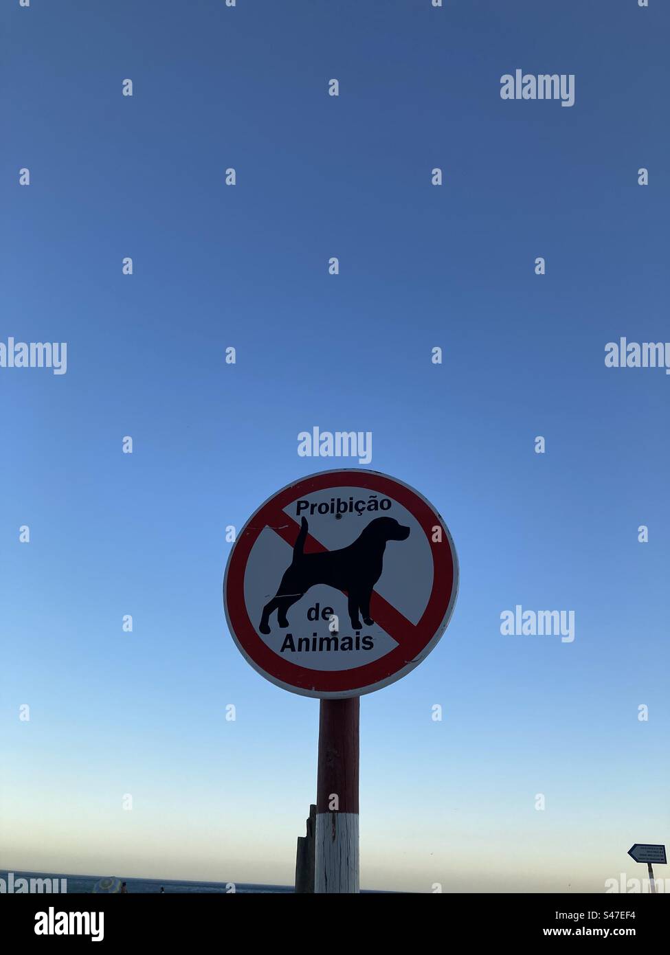 Verbotene Hunde ( Tiere) Schild in Praia da Figueirinha ( Strand), Serra da Arrábida, Portugal. Gegen den blauen Himmel bei Sonnenuntergang. Stockfoto