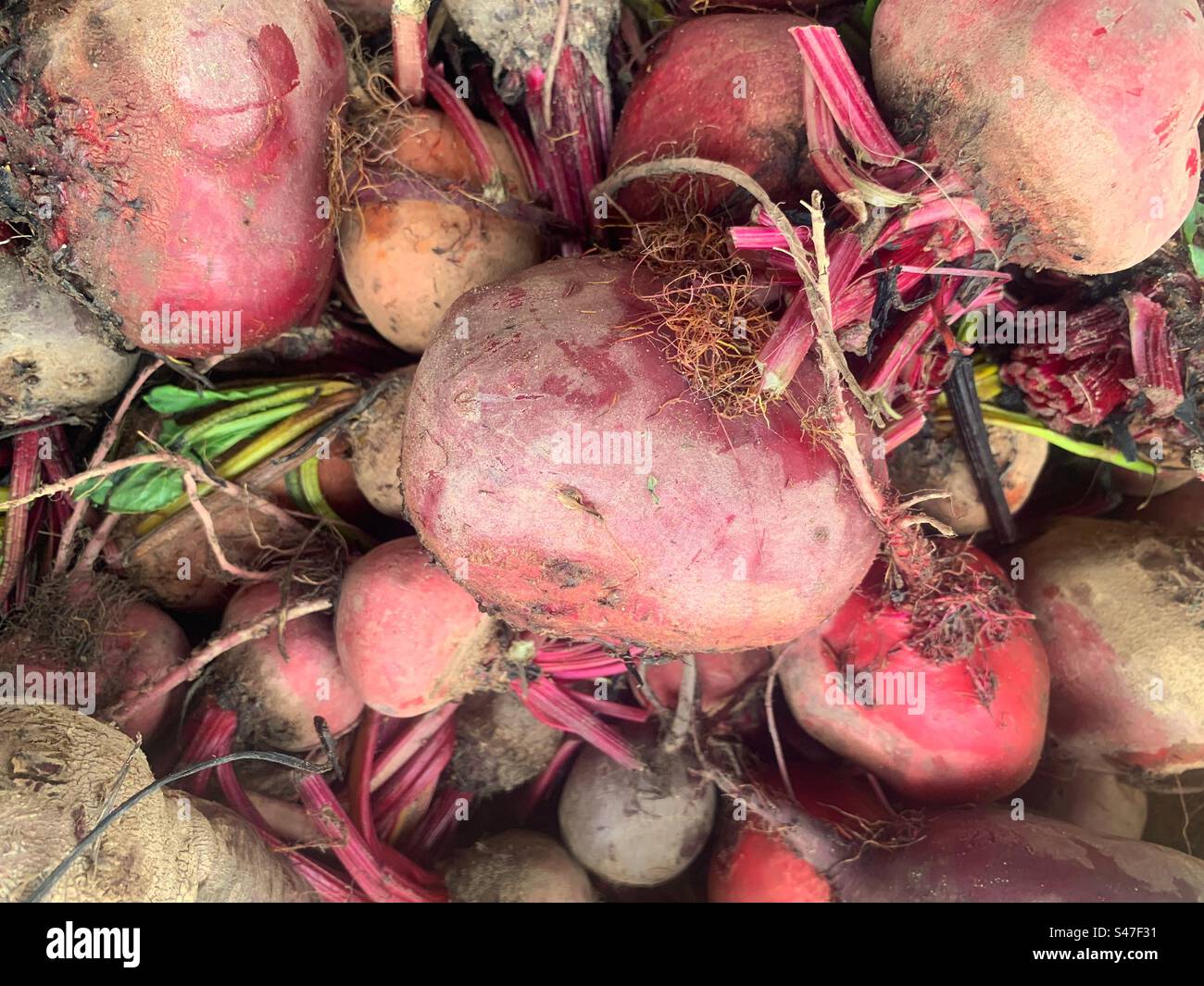 Gartenfrische Rüben zum Verkauf auf dem lokalen Bauernmarkt. - Smartphone-aufgenommenes Stockfoto