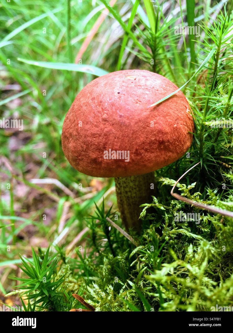 Einzelne rote orangefarbene Kappe Leccinum aurantiacum boletus-Pilze, die im Moos wachsen - Smartphone-aufgenommenes Stockfoto
