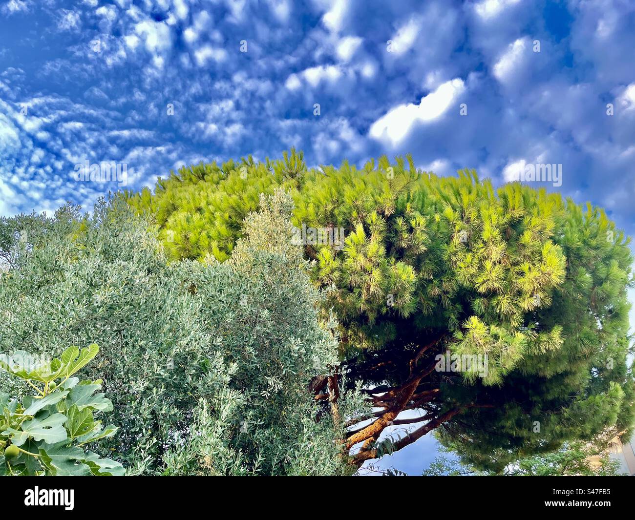 Blick auf den sonnigen Himmel Wolken Kiefer Feige Oliven Wolke Frejus Busch Naturblumen Fréjus Frankreich Stockfoto