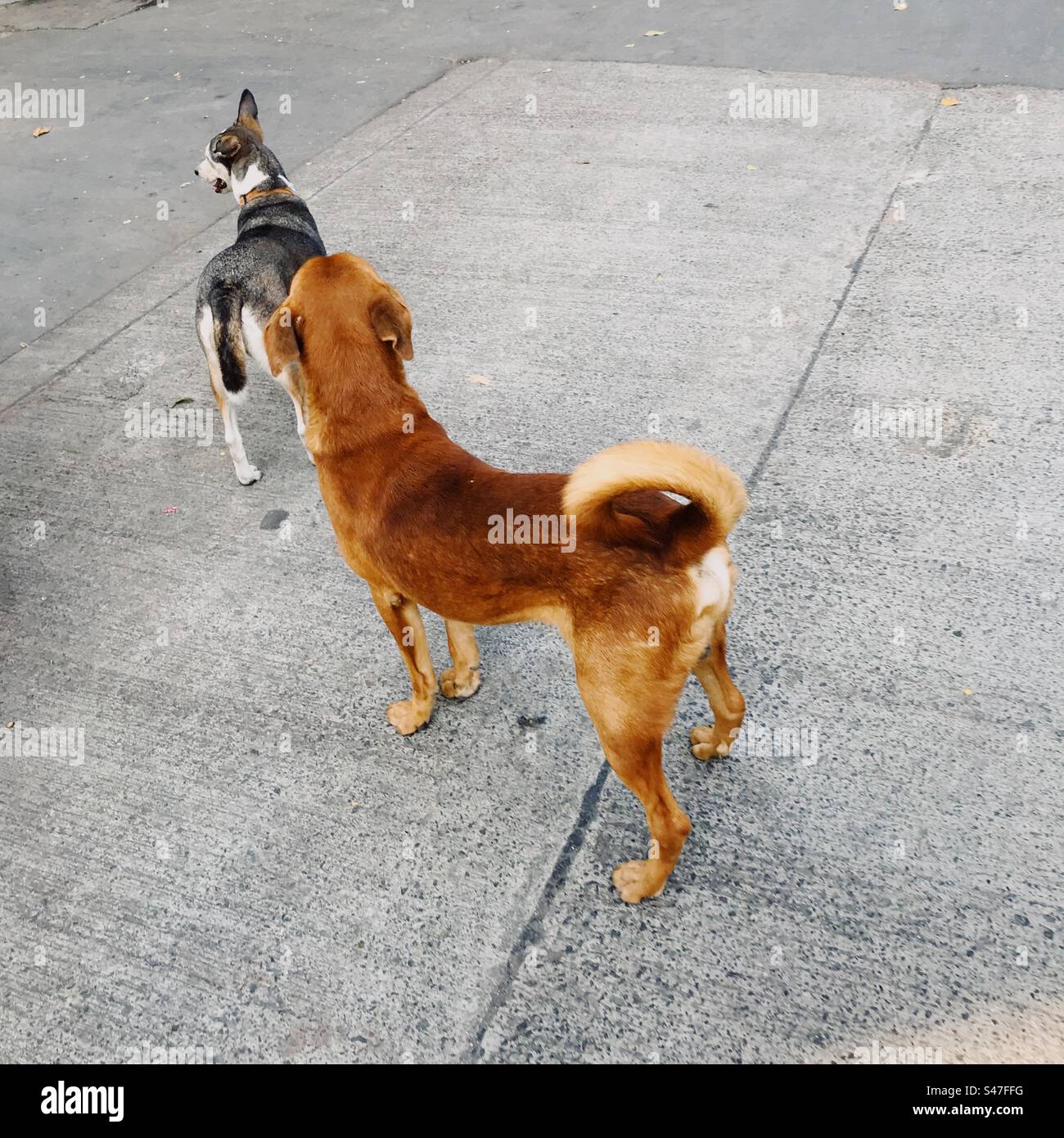 Ein schwarzer und ein brauner streunender Hund stehen auf der Straße Stockfoto