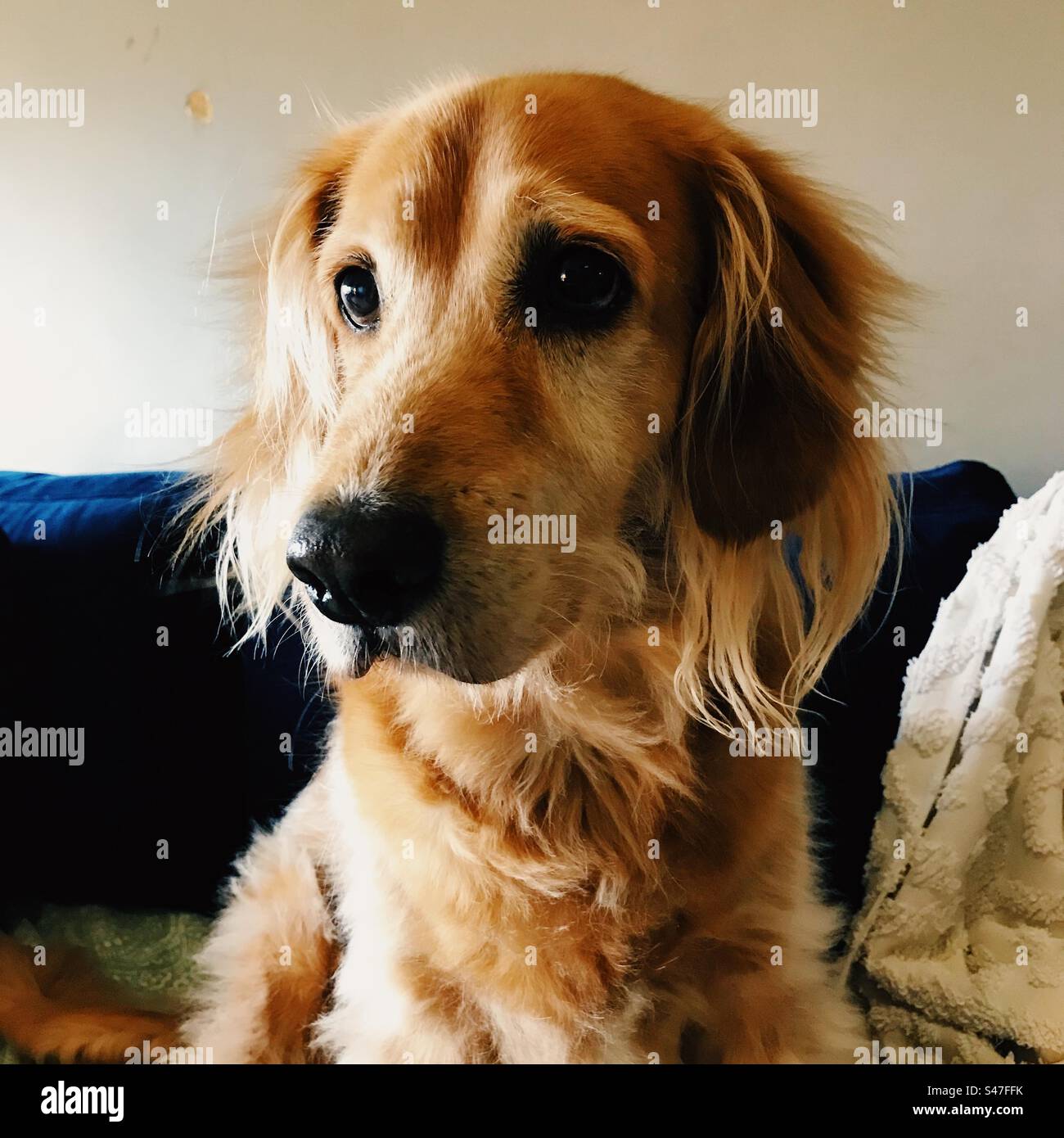 Porträt eines niedlichen braunen Hundes - Smartphone-aufgenommenes Stockfoto