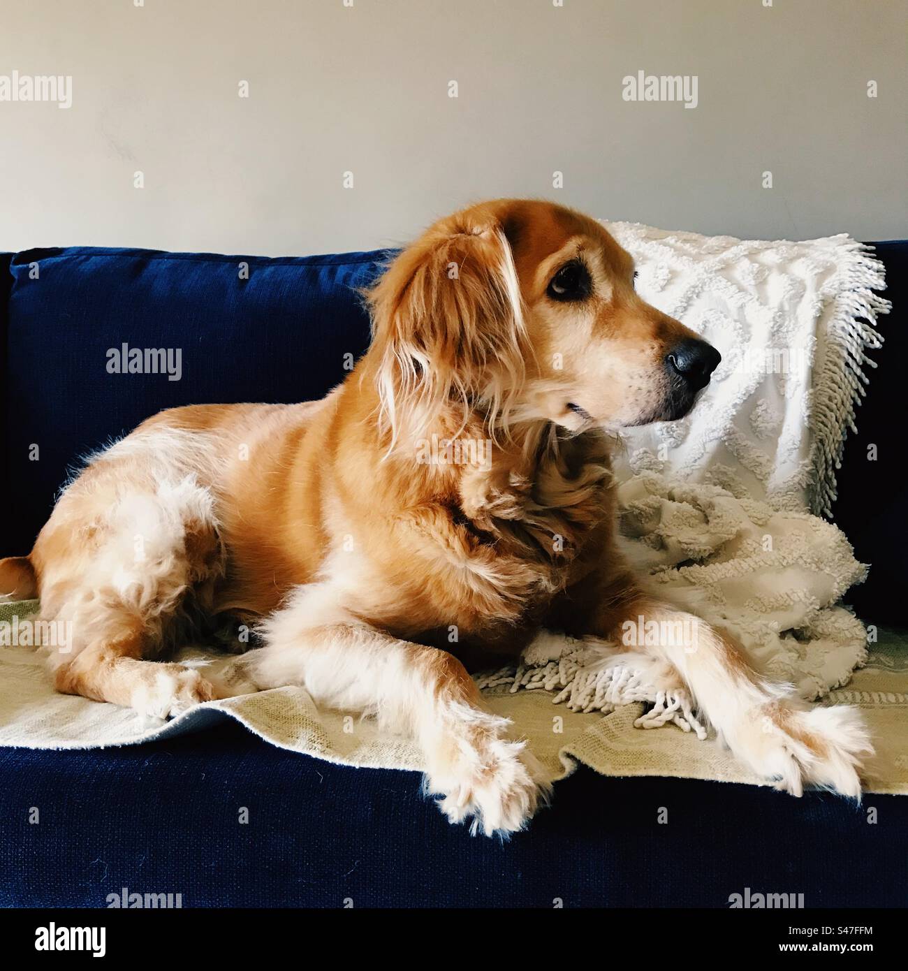 Porträt eines niedlichen braunen Hundes - Smartphone-aufgenommenes Stockfoto