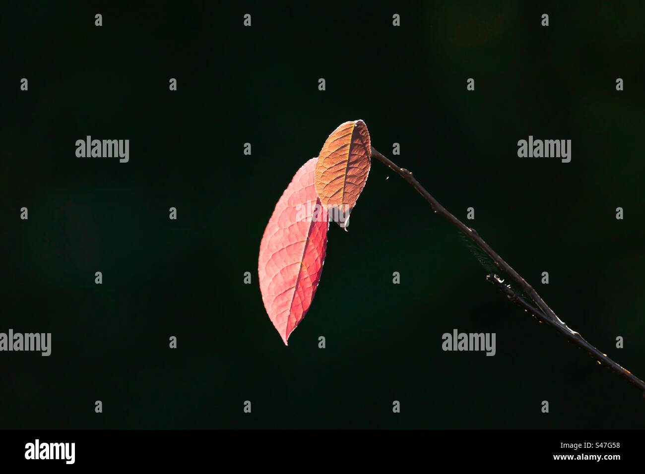 Herbstblätter auf schwarzem Hintergrund Stockfoto