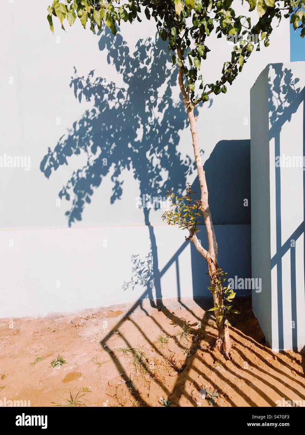 Ein Baum und sein Schatten gegen eine blaue Wand - Smartphone-aufgenommenes Stockfoto