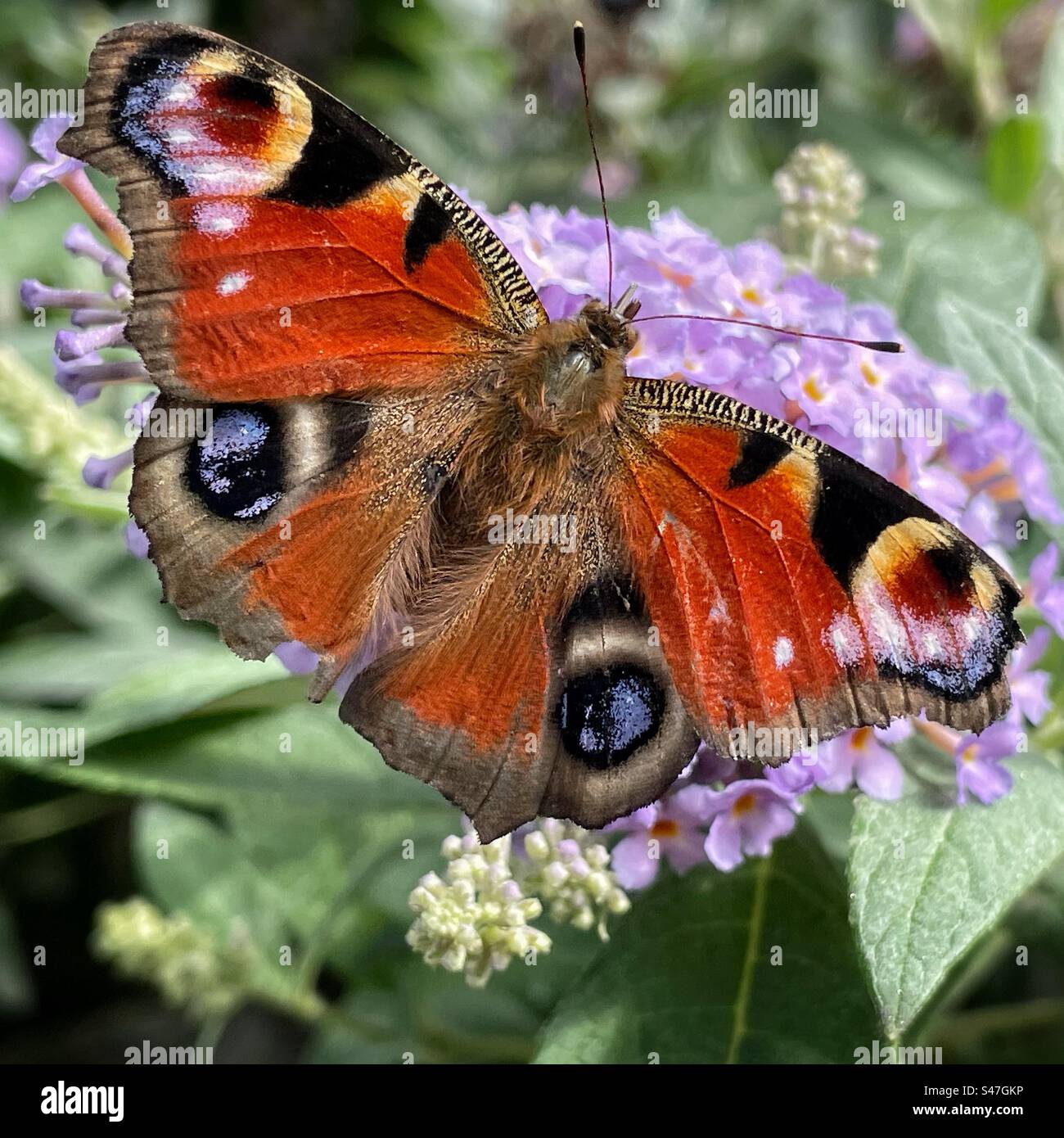 Tagpfauenauge (Aglais Io) - Smartphone-aufgenommenes Stockfoto