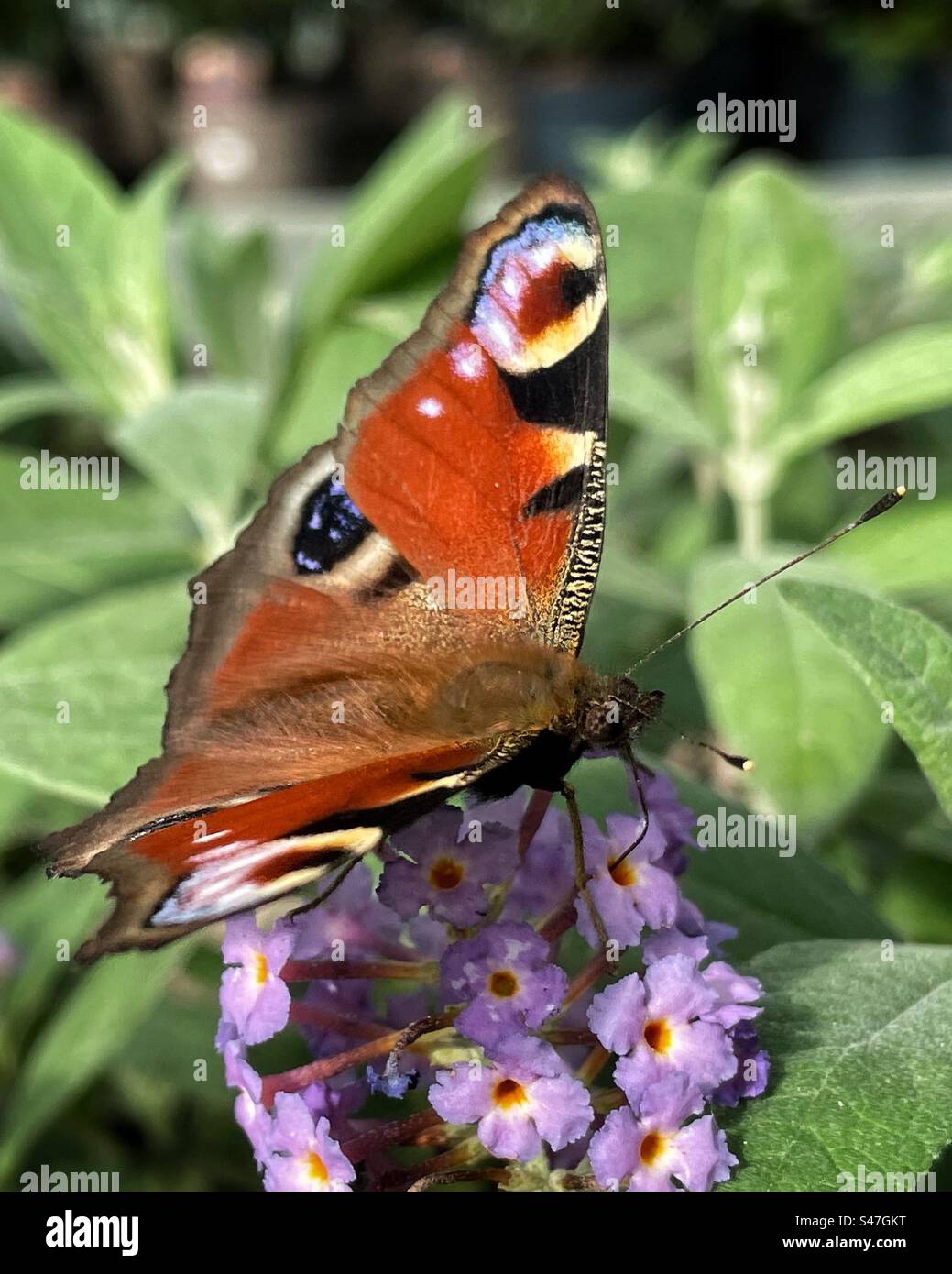 Tagpfauenauge (Aglais Io) Stockfoto