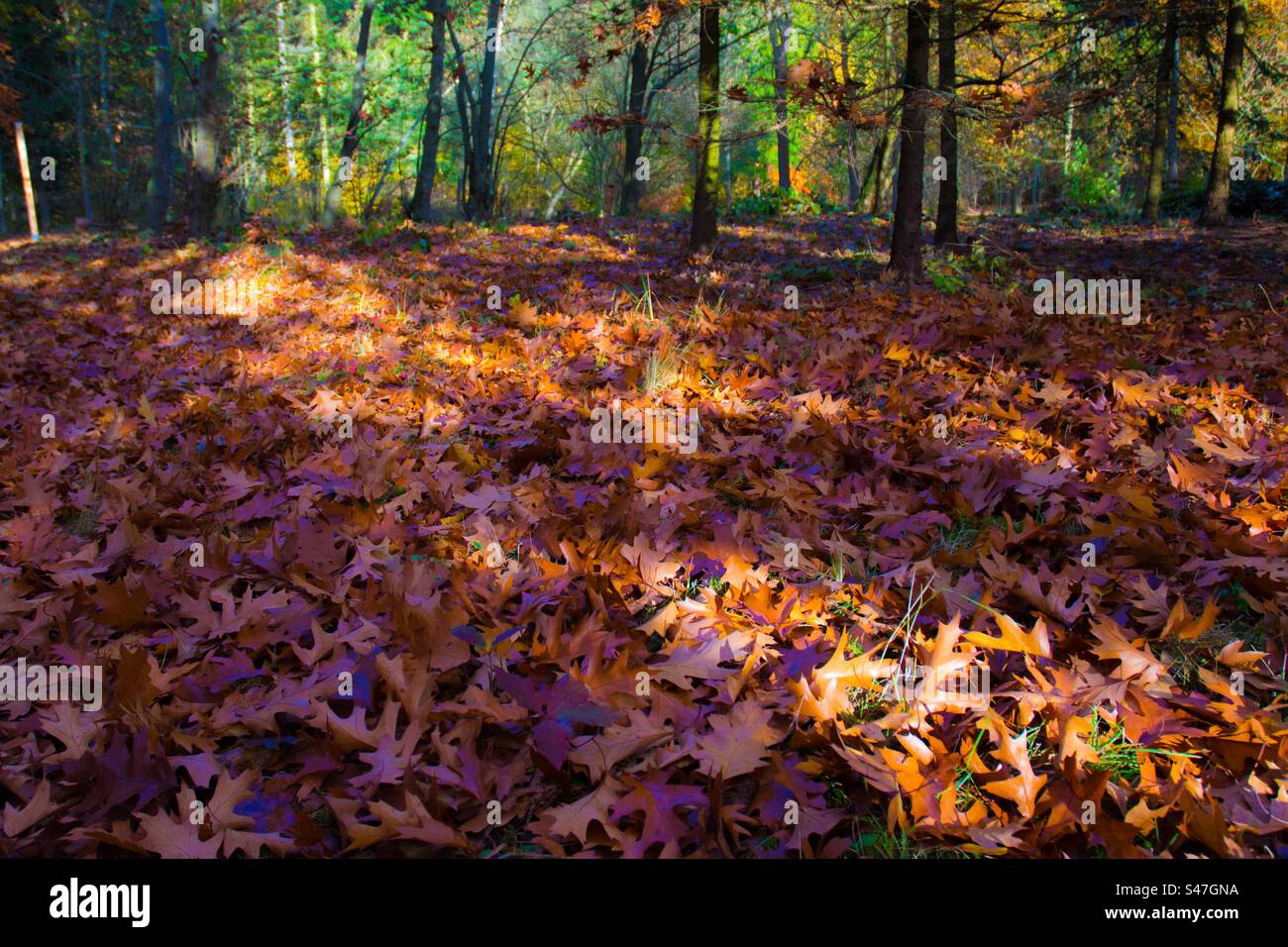 Herbst Blätter Stockfoto