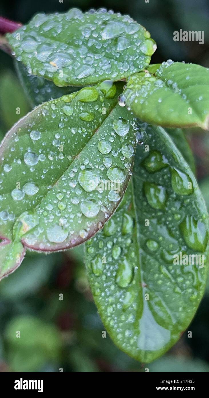 Nahaufnahme einer Pflanze mit grünen Blättern, bedeckt mit Tautropfen. Stockfoto