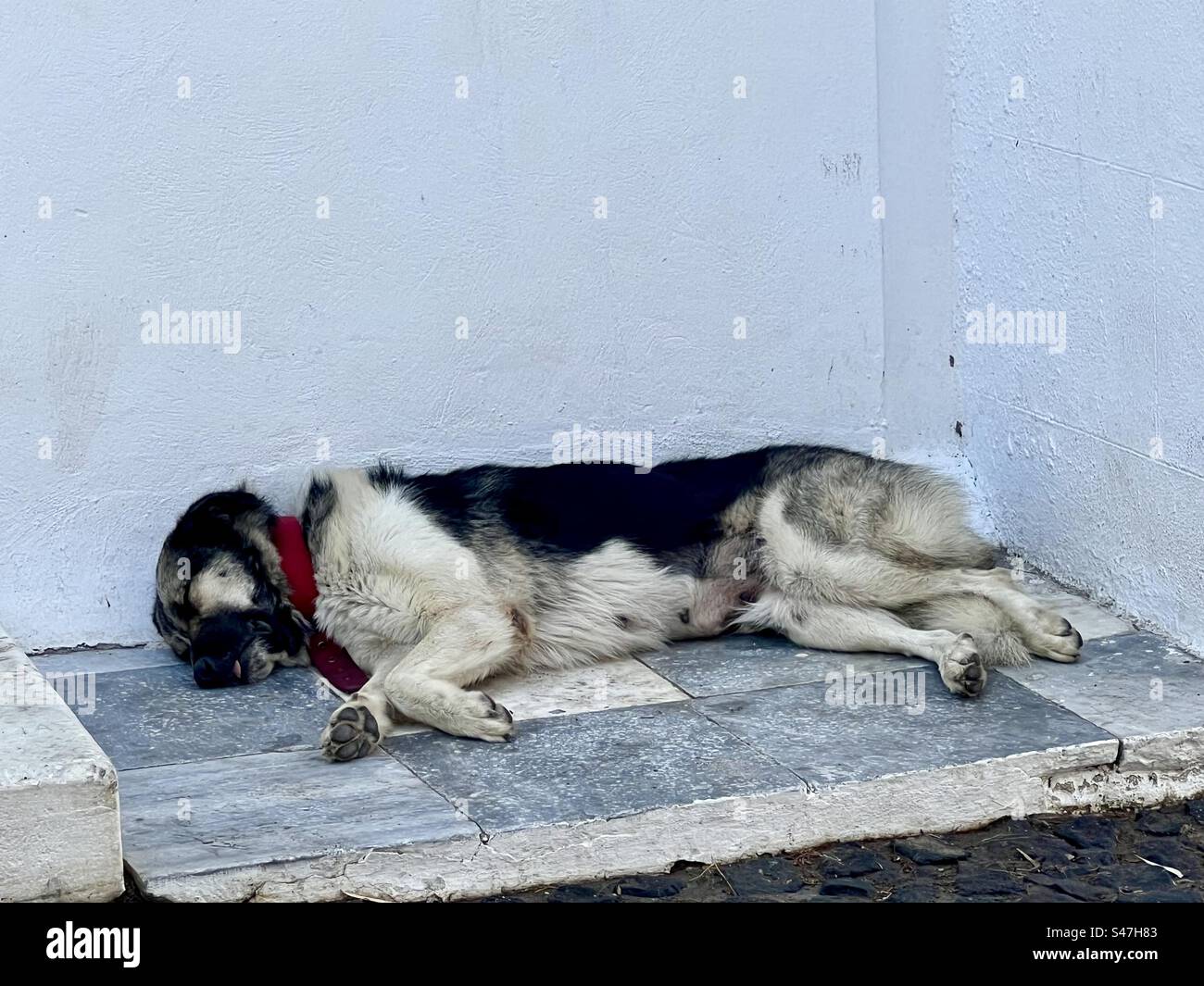 Eine schwarz-weiße Hündin mit rotem Kragen ruht an einem schattigen Ort des Hauptplatzes im Dorf Megalochori. Stockfoto