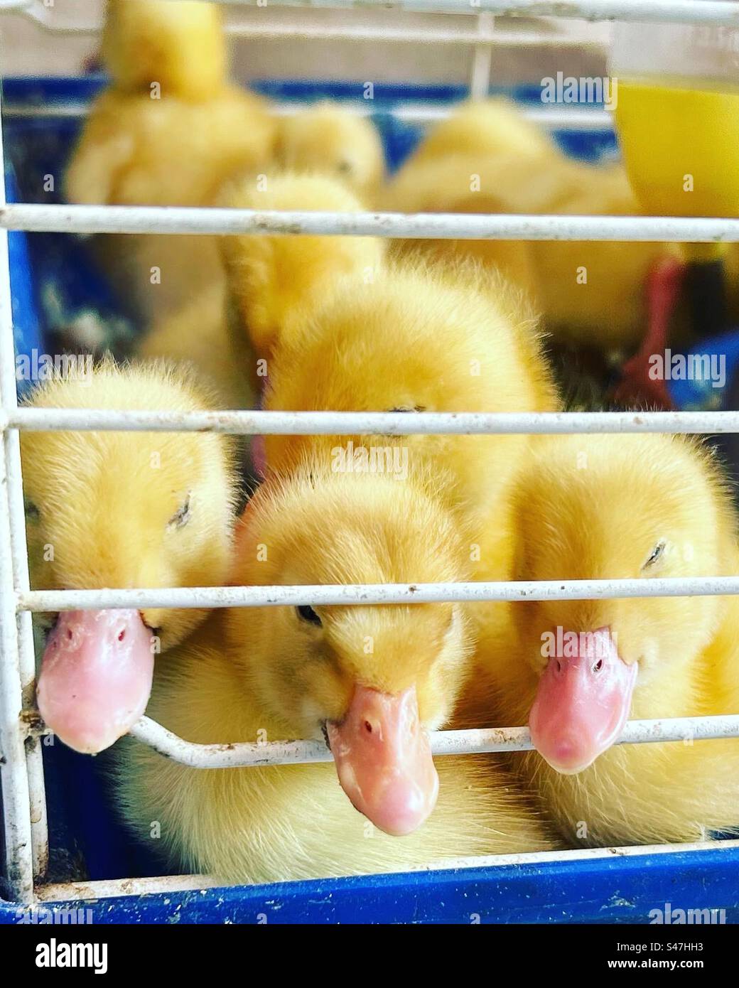 Enten auf dem Istanbuler Vogelmarkt Stockfoto