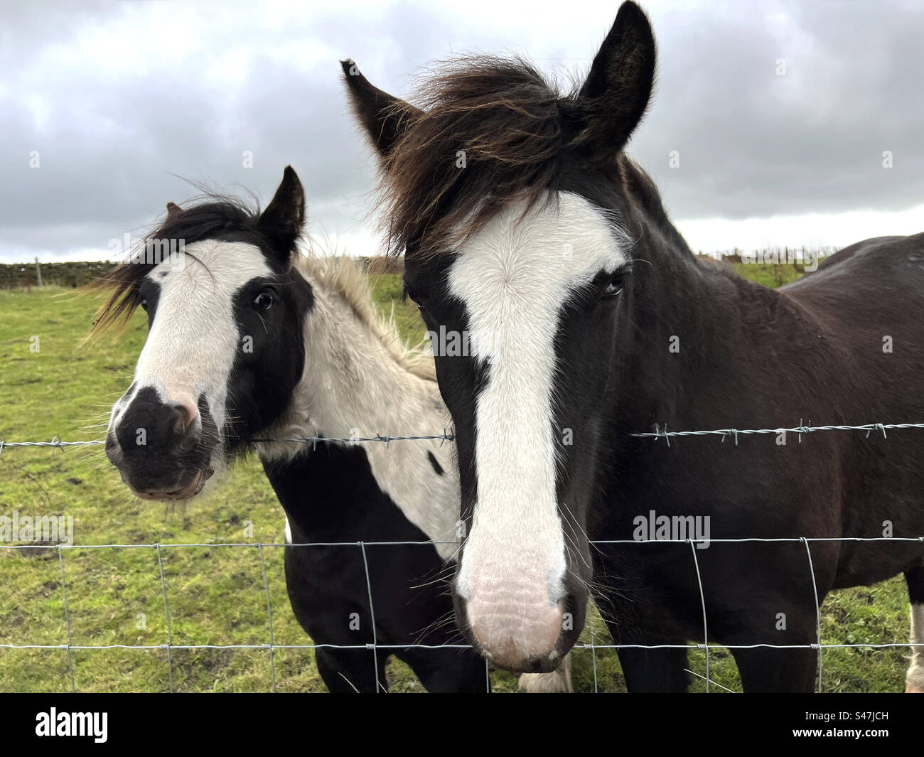 Zwei freundliche Pferde, an einem Drahtzaun, an einem bewölkten Tag in Allerton, Bradford, Großbritannien Stockfoto