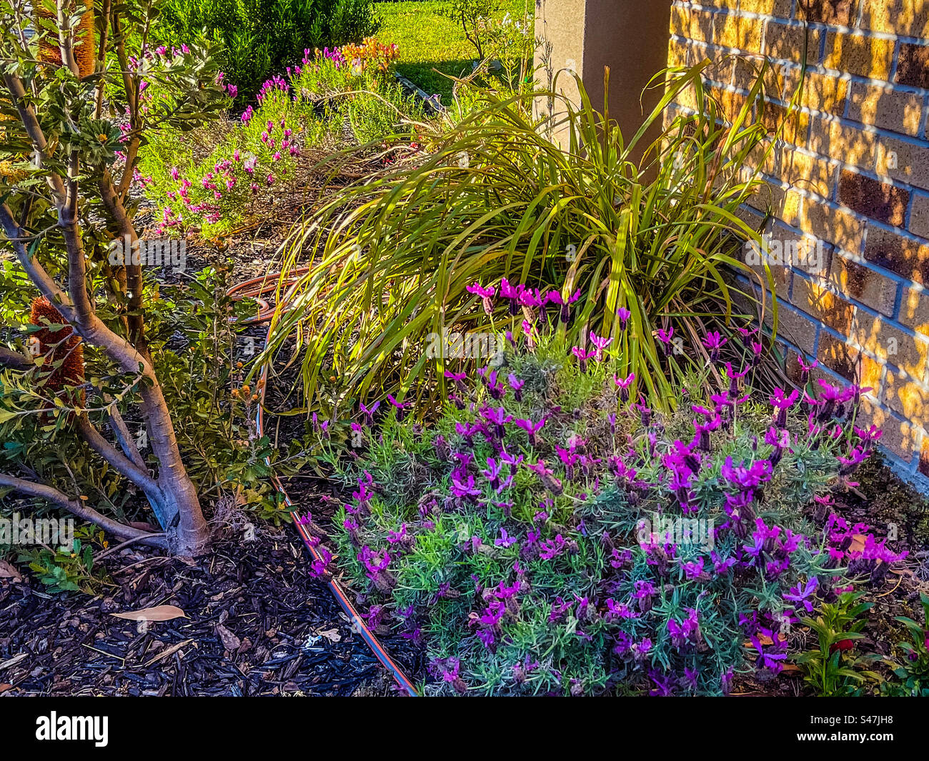 Fusion Garden. Blühender banksia-Baum, australische Flora, die neben Lavendelklumpen und Zitronengras an einem sonnigen Frühlingsmorgen im Vorgarten in Melbourne, Australien, wächst. Stockfoto