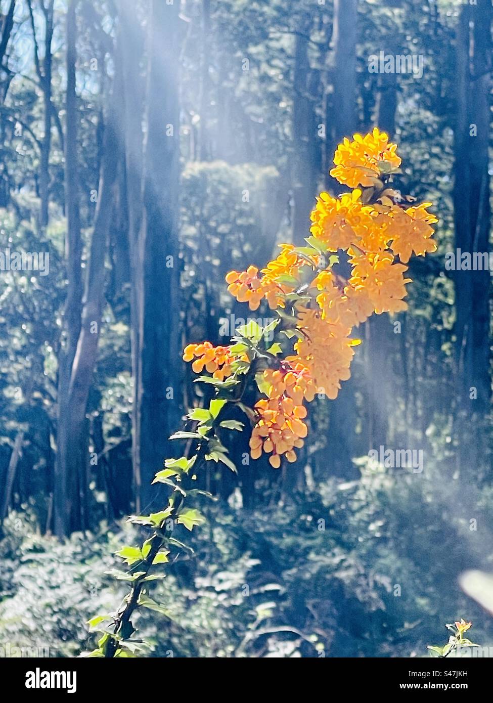 Darwin’s Barberry in einem australischen Wald Stockfoto