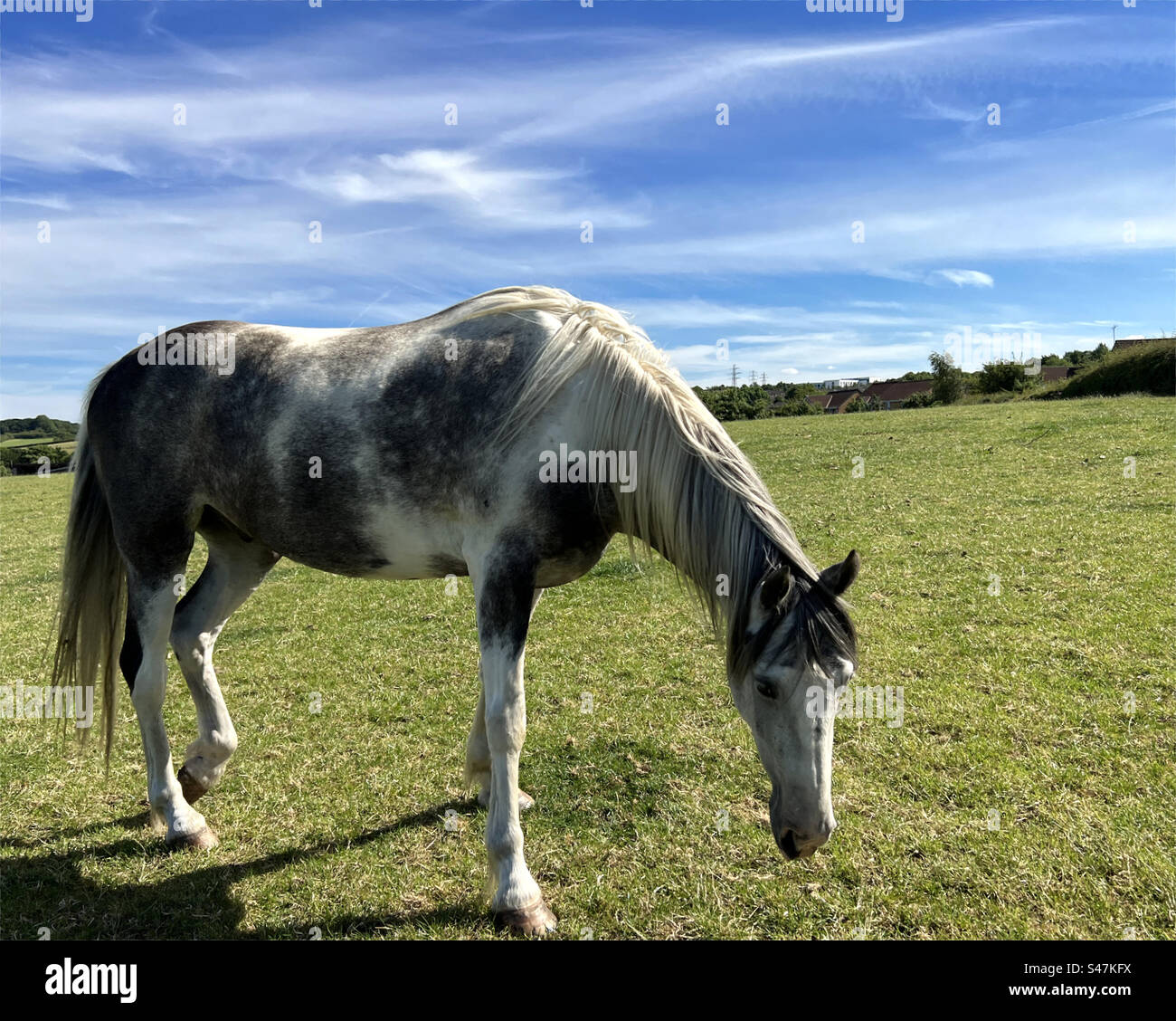 Dapfelfarbenes Pferd, entspannend auf einem großen Feld, an einem Spätsommertag in der Nähe von Tong, Bradford, Großbritannien Stockfoto