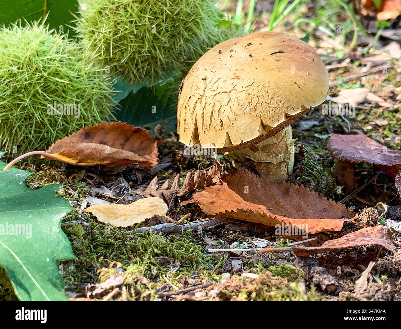 Herbstszene mit Boletenpilzen und Kastanien Stockfoto