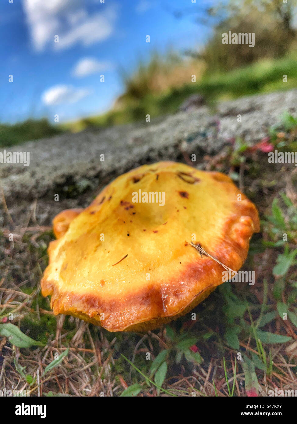 Orange mushroom Stockfoto