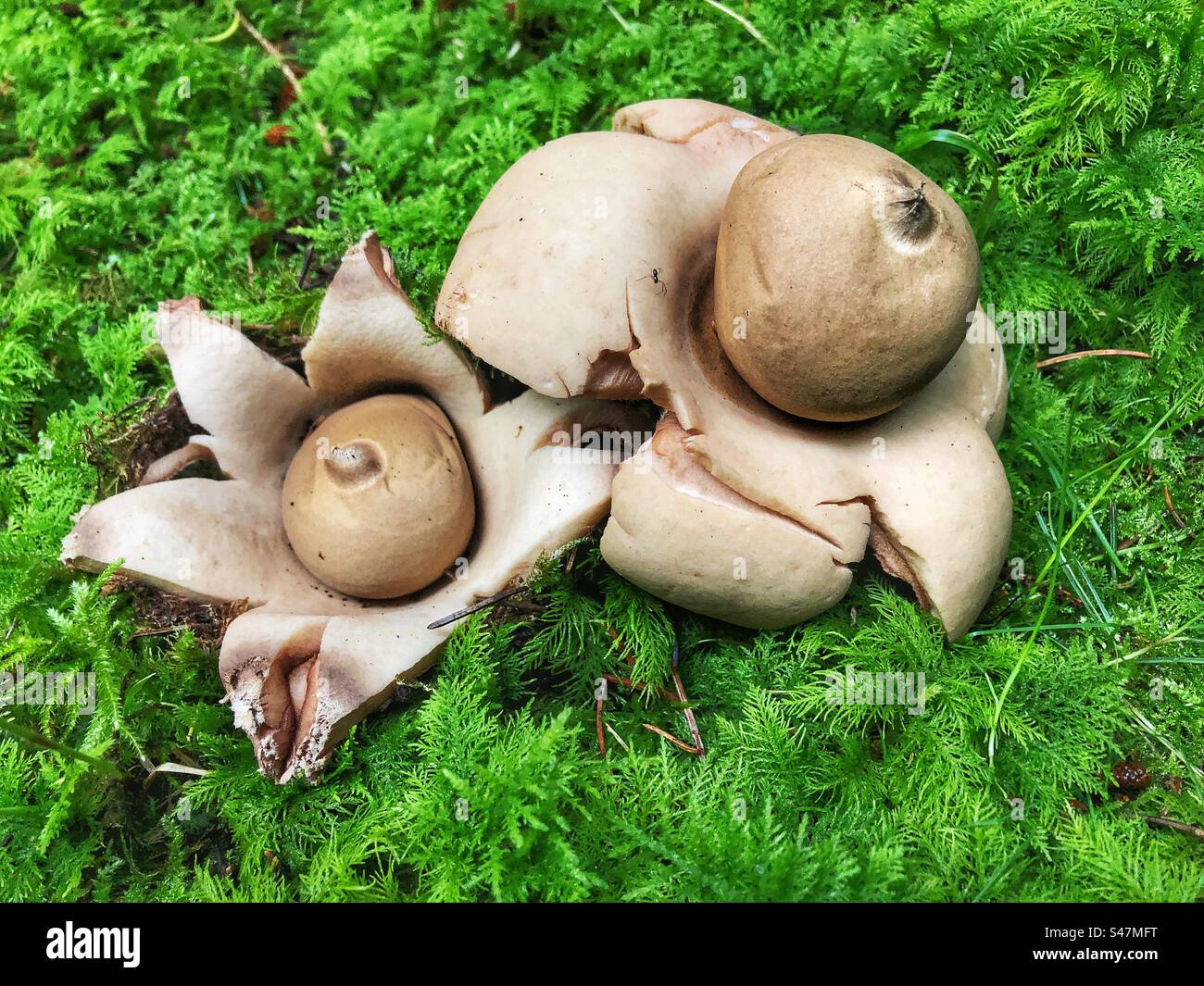 Collared Earthstar Pilz (Geastrum triplex) wächst auf einem moosbedeckten Kiefernwald in der Nähe von Winchester Hampshire Vereinigtes Königreich - Smartphone-aufgenommenes Stockfoto