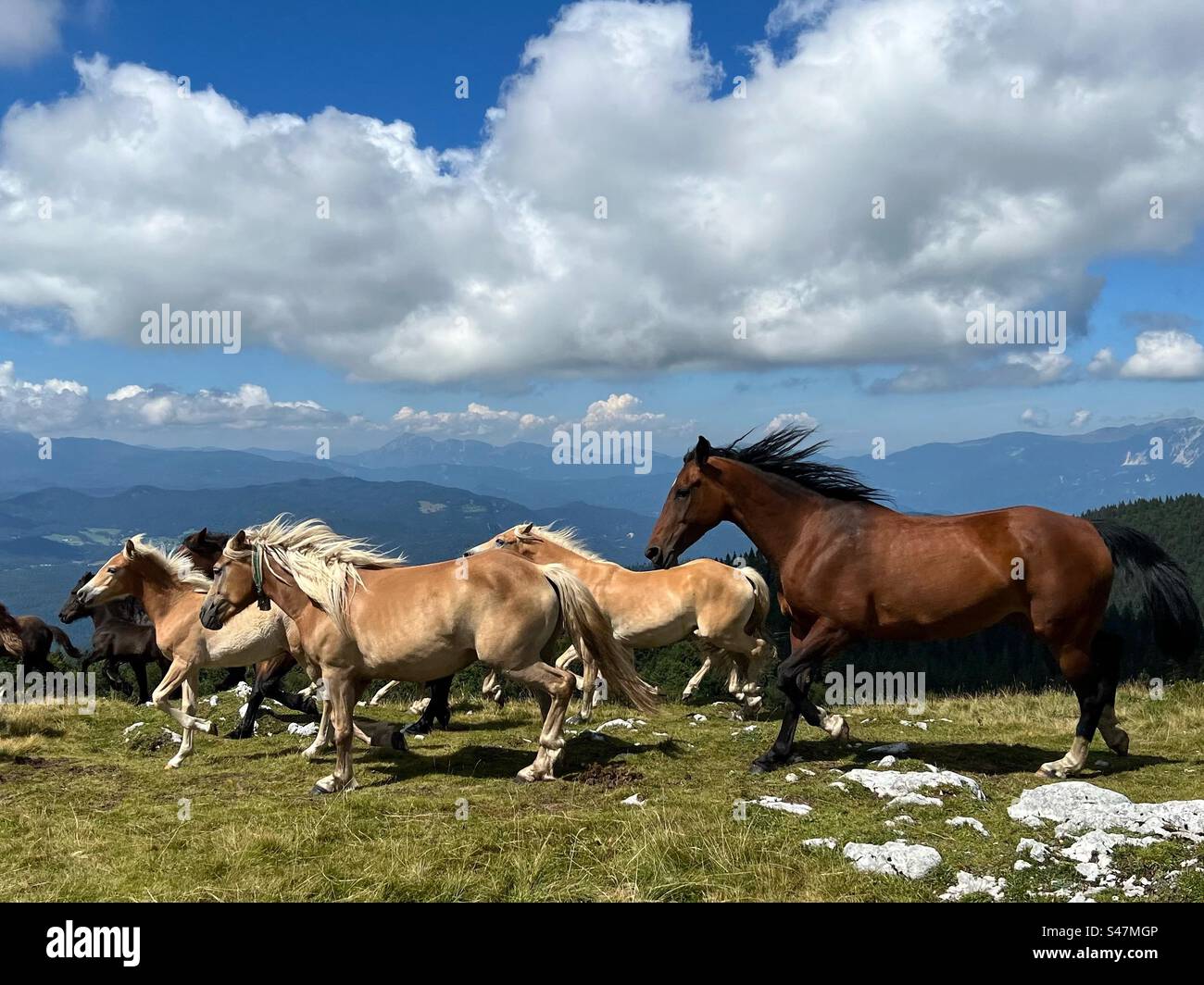 Herde von Pferden laufen - Smartphone-aufgenommenes Stockfoto