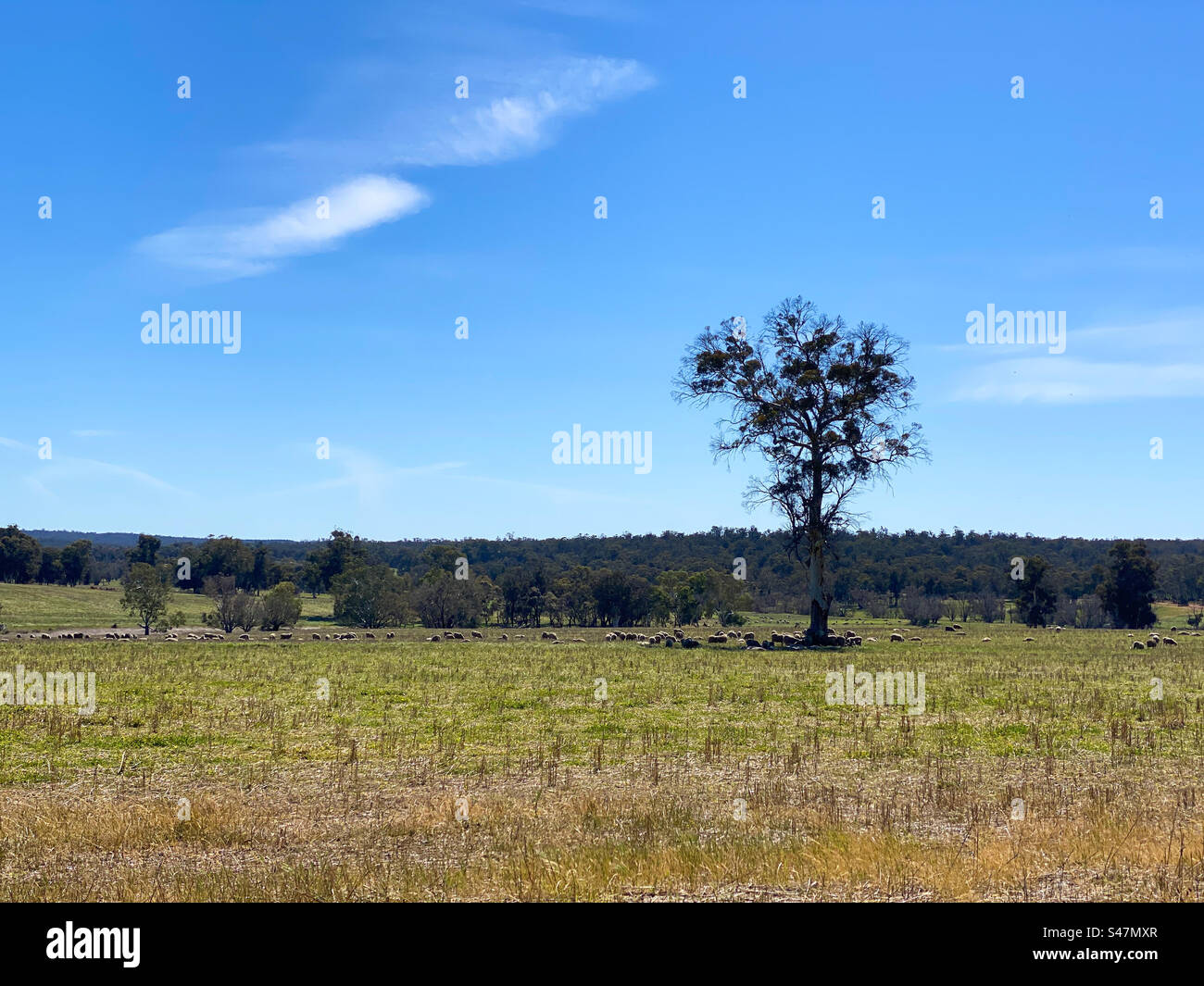 Schafe, die tagsüber auf Farmen in Western Australian in der Nähe von York, Perth, weiden. - Smartphone-aufgenommenes Stockfoto