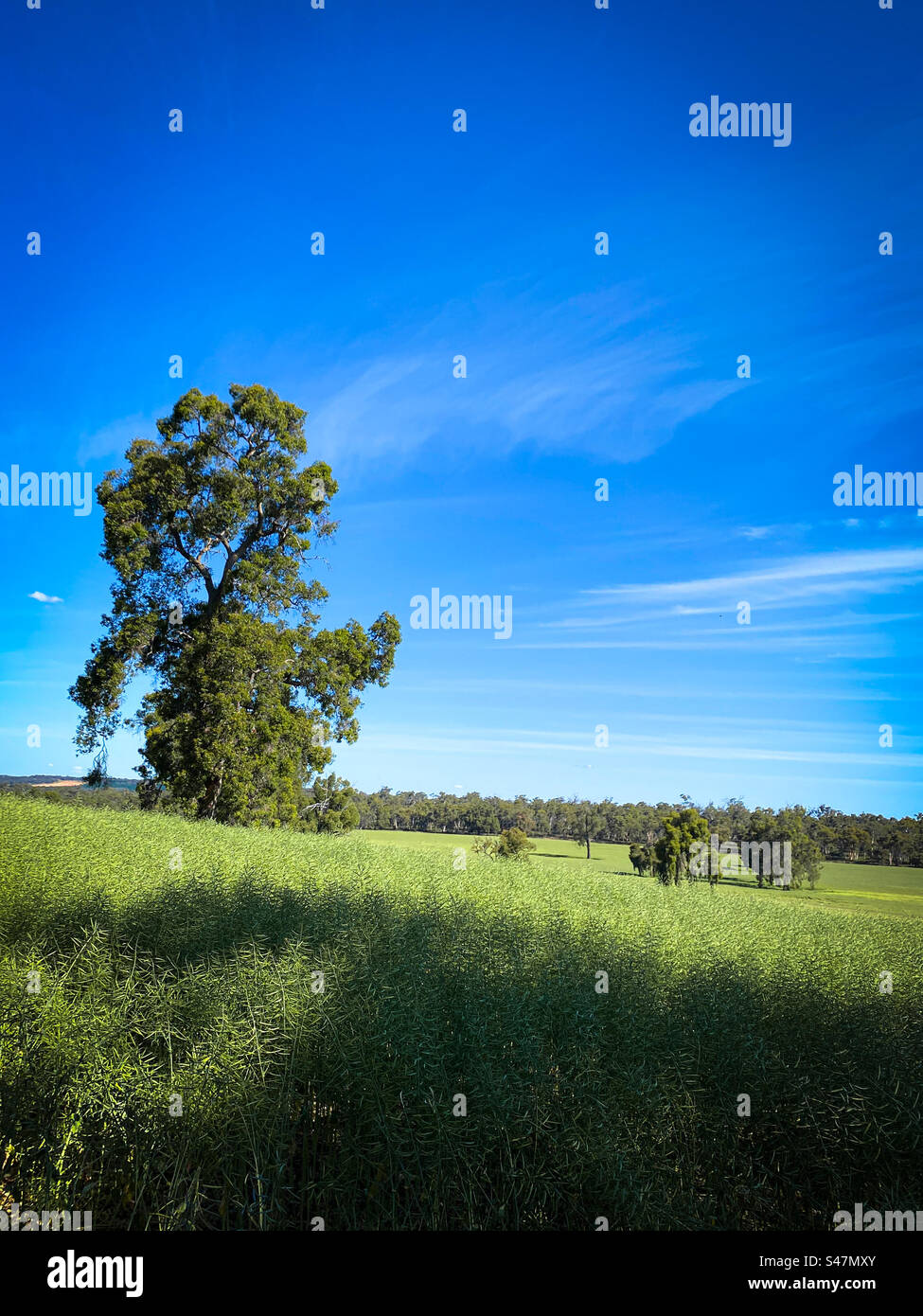 Landschaft von Western Australia - Smartphone-aufgenommenes Stockfoto