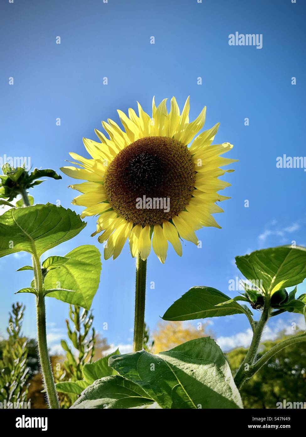 Sonnenblume gegen blauen Himmel Stockfoto