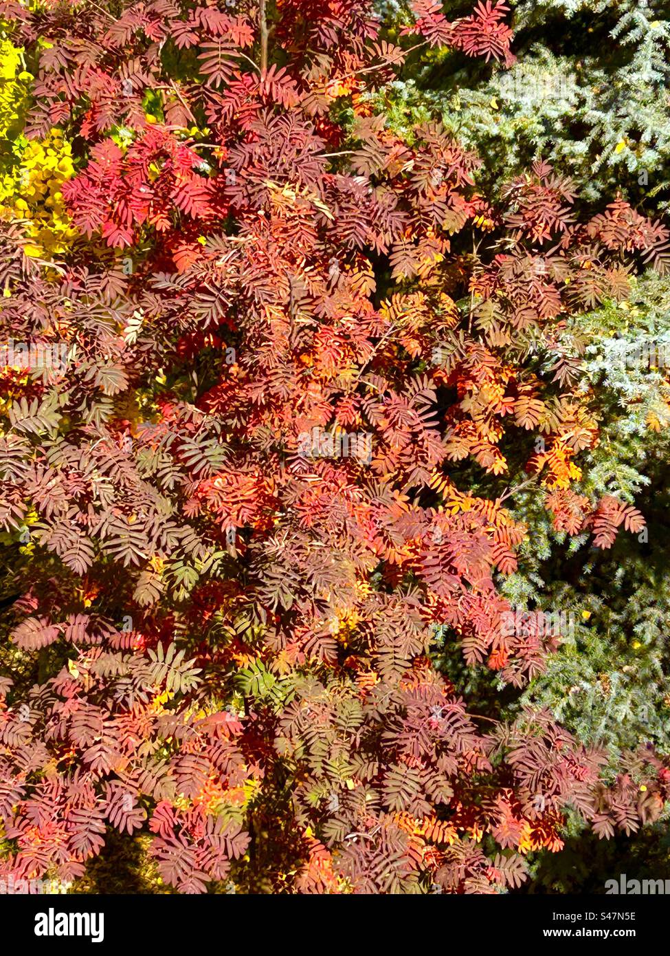 Bergasche im Herbst, Herbst, Farben Stockfoto