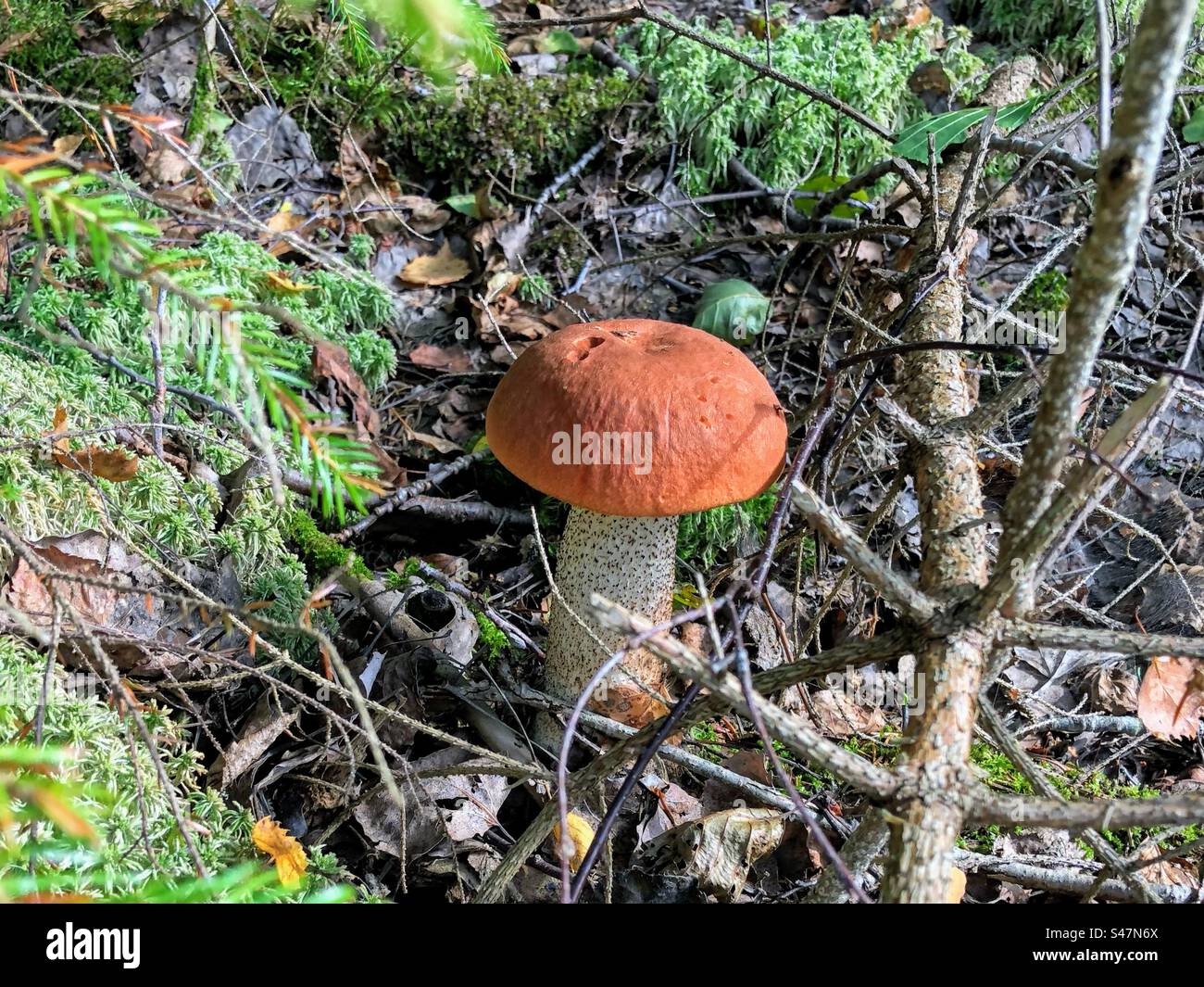 Einzelne junge Orangenmütze Leccinum aurantiacum Rotkappenstiel Birkenboletus Pilz wächst im Wald mit Moos, gefallenen Blättern und Ästen Stockfoto