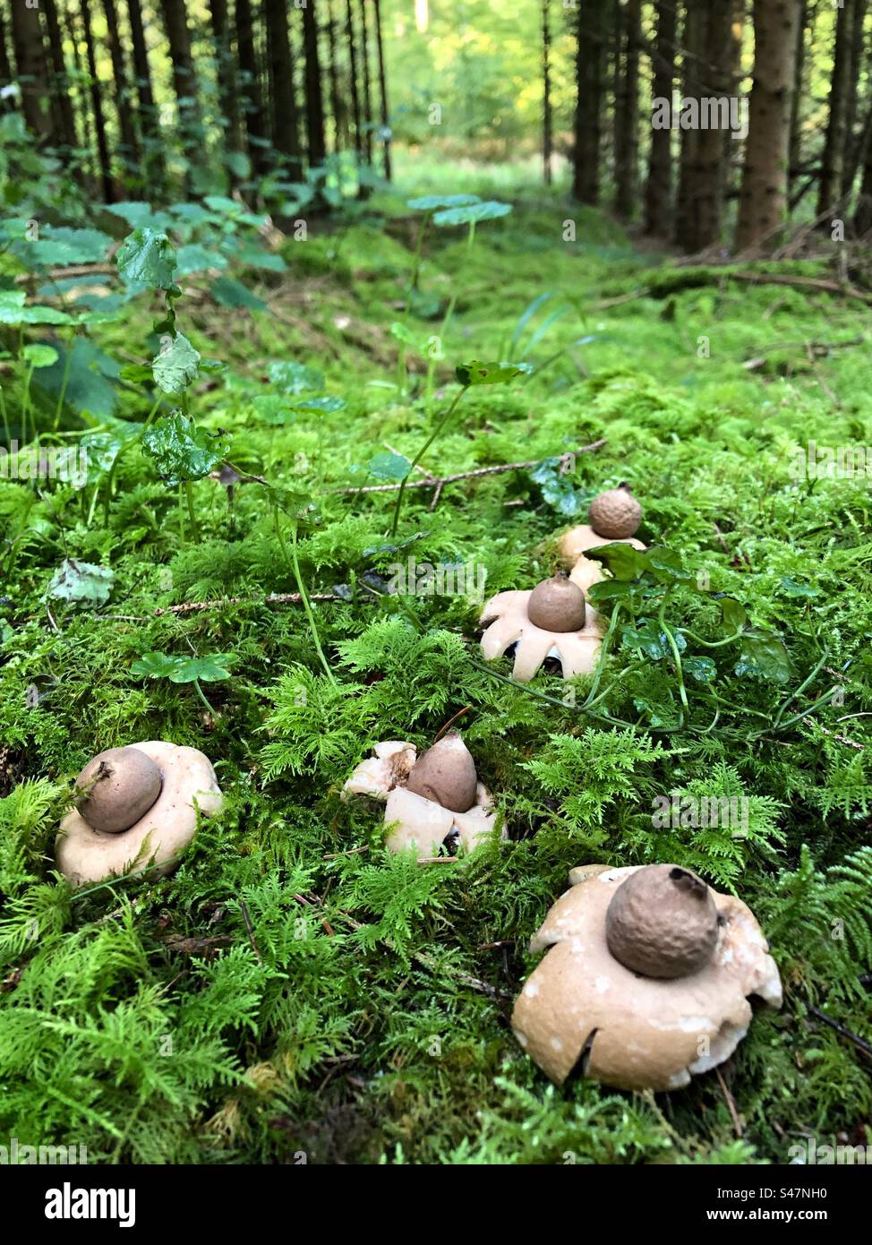 Kragen-Regensternpilz (Geastrum triplex), der im Oktober auf einem moosbedeckten Kiefernwald in der Nähe von Winchester Hampshire im Vereinigten Königreich wächst - Smartphone-aufgenommenes Stockfoto