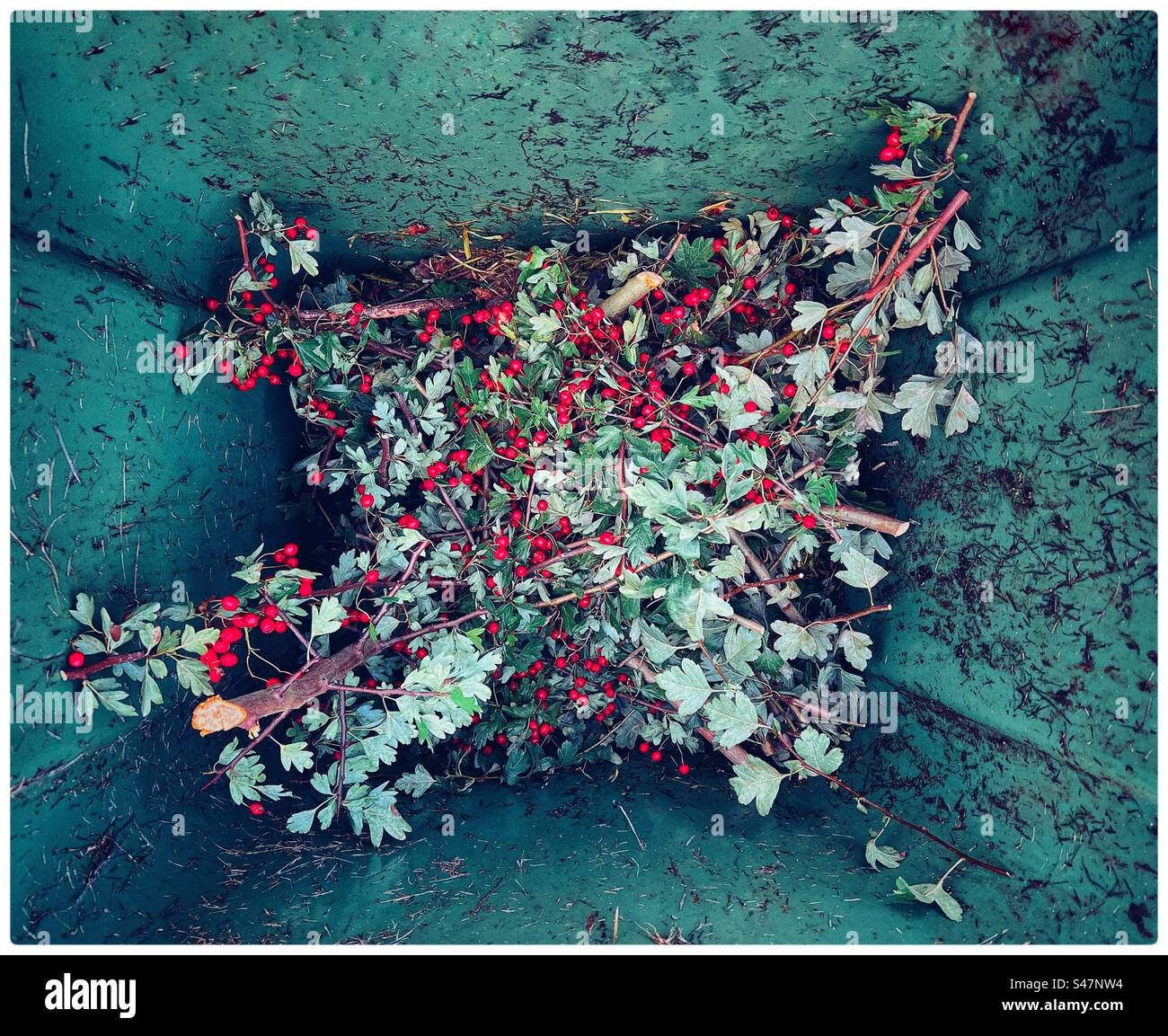 Entsorgte Schnittstücke von Blättern, Zweigen und roten Beeren in einem grünen Mülltonne - Smartphone-aufgenommenes Stockfoto